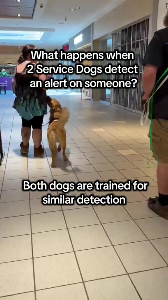 @Kairo's K9s Training 🇨🇦