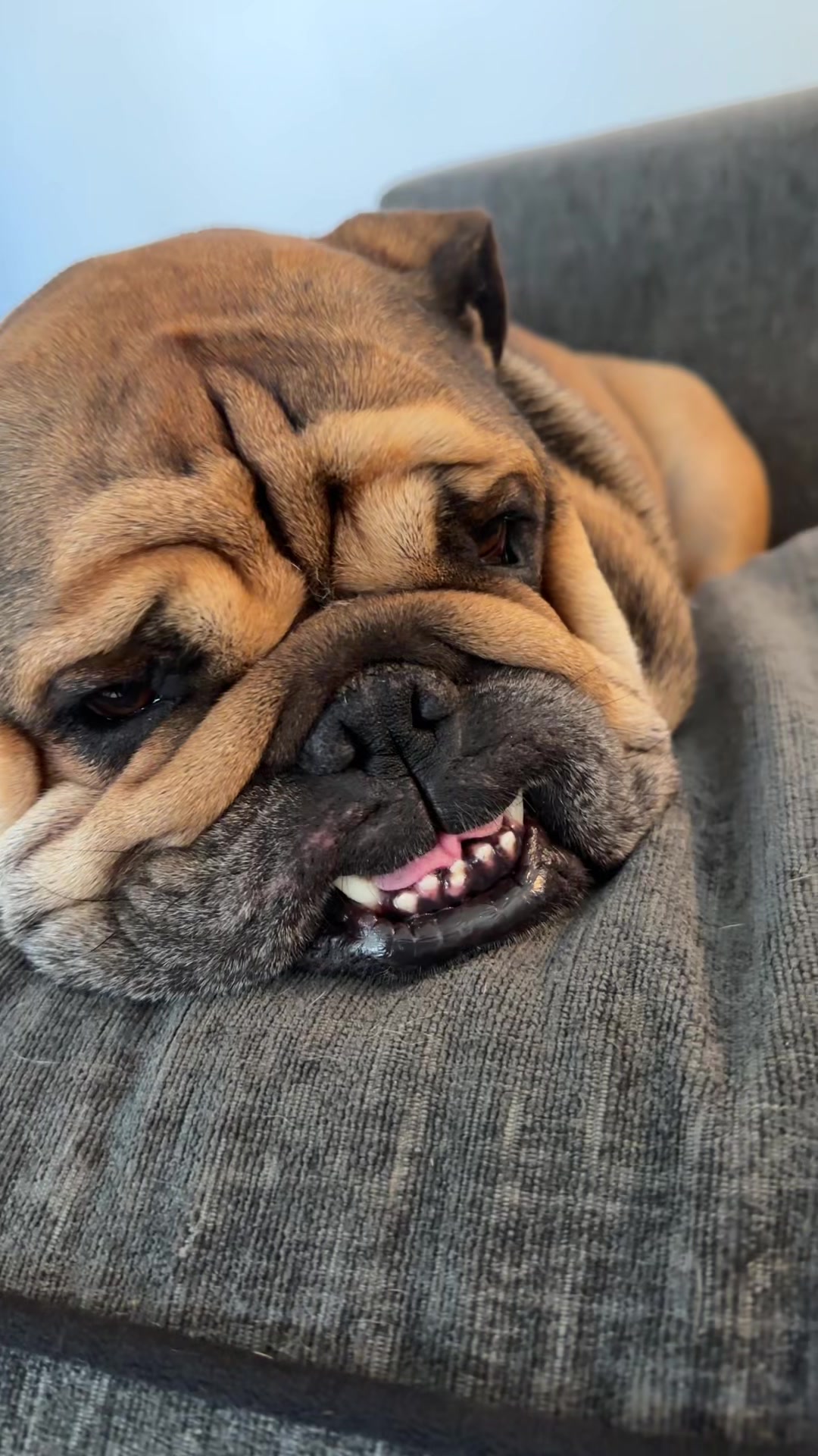 @Cooper the bulldog