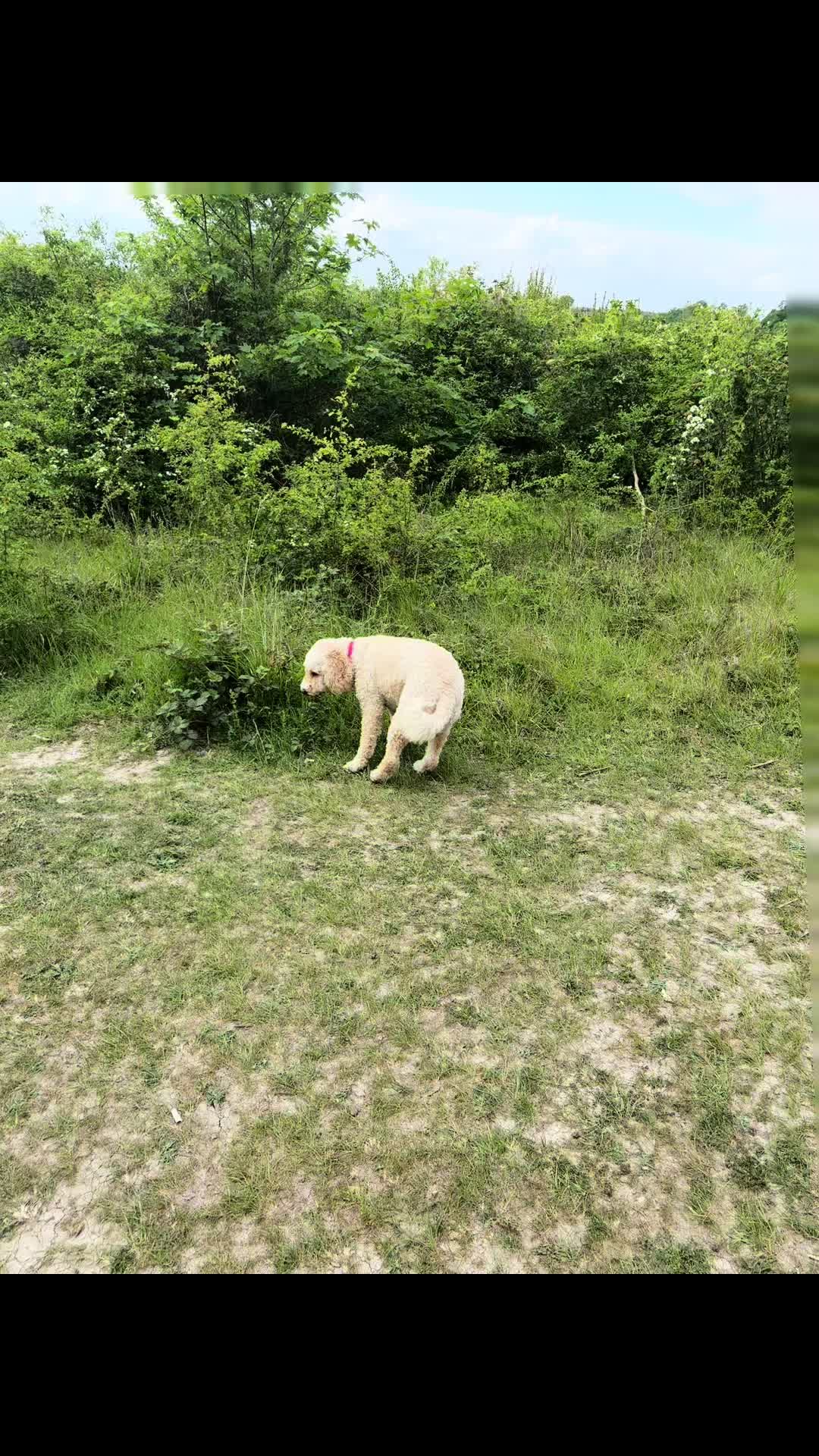 @tswoofwoof.co.uk