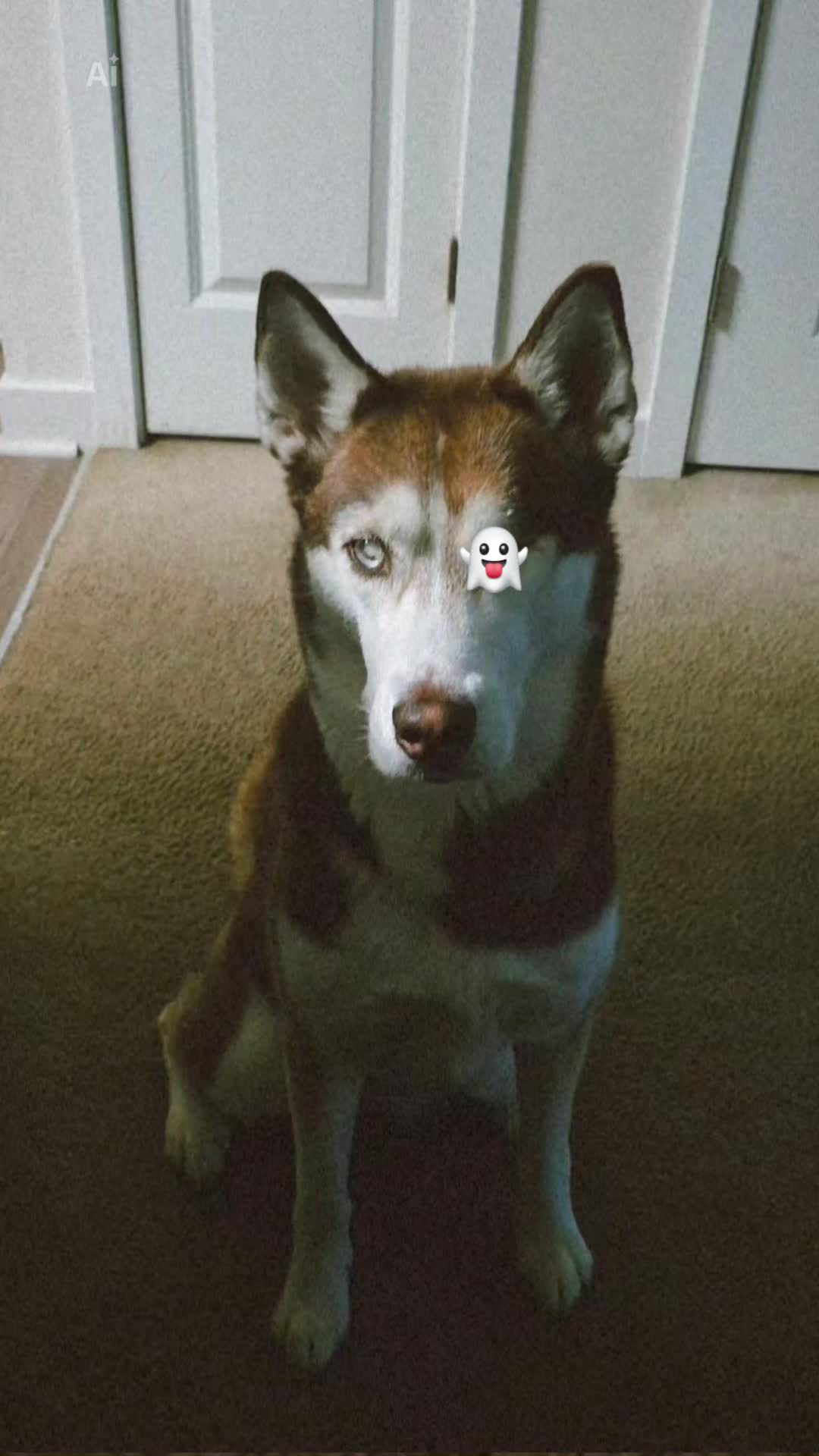 @𝗹𝘂𝗻𝗶𝘁𝗮🐕🐾