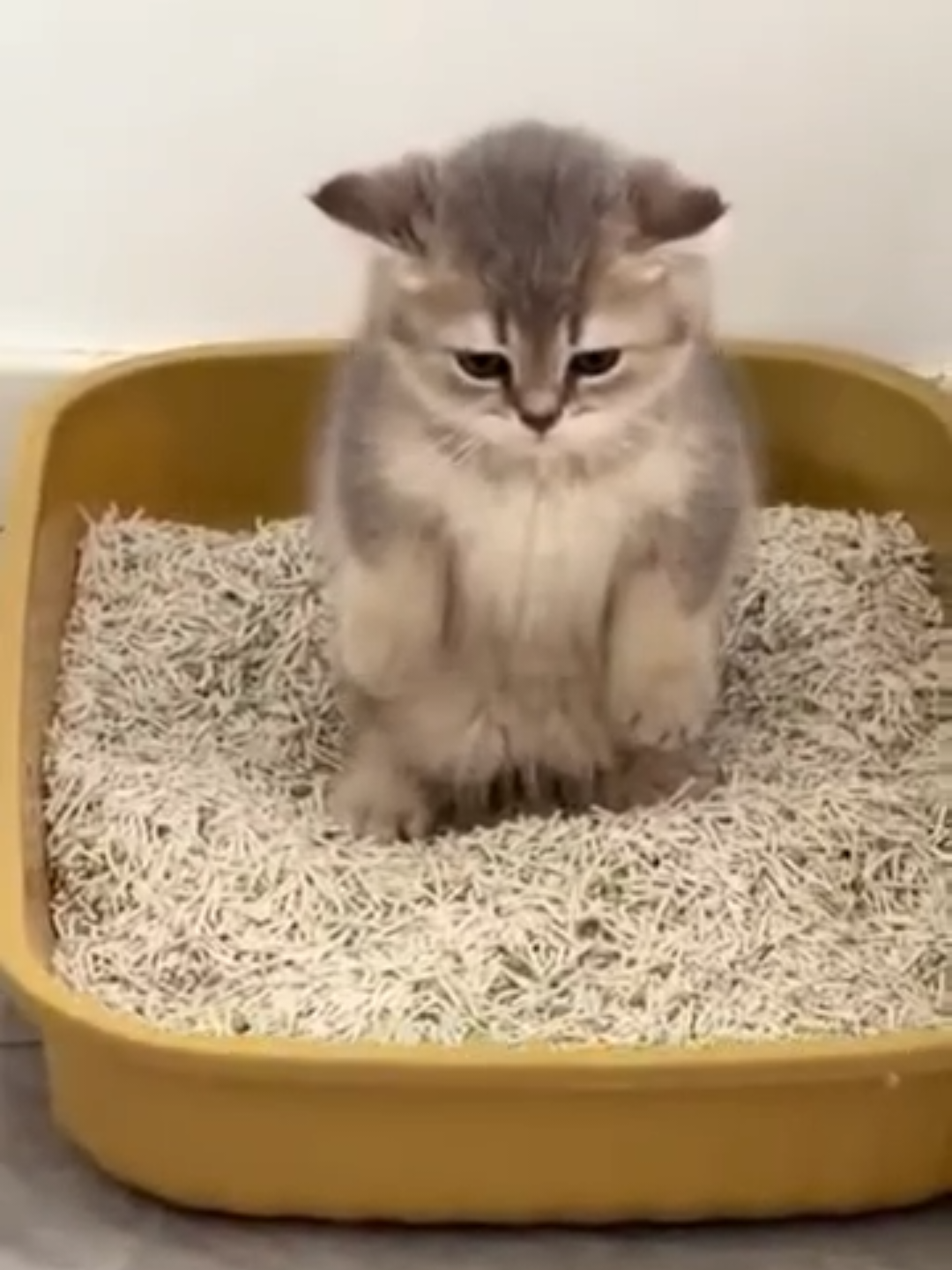 @Chonky World Of Cats