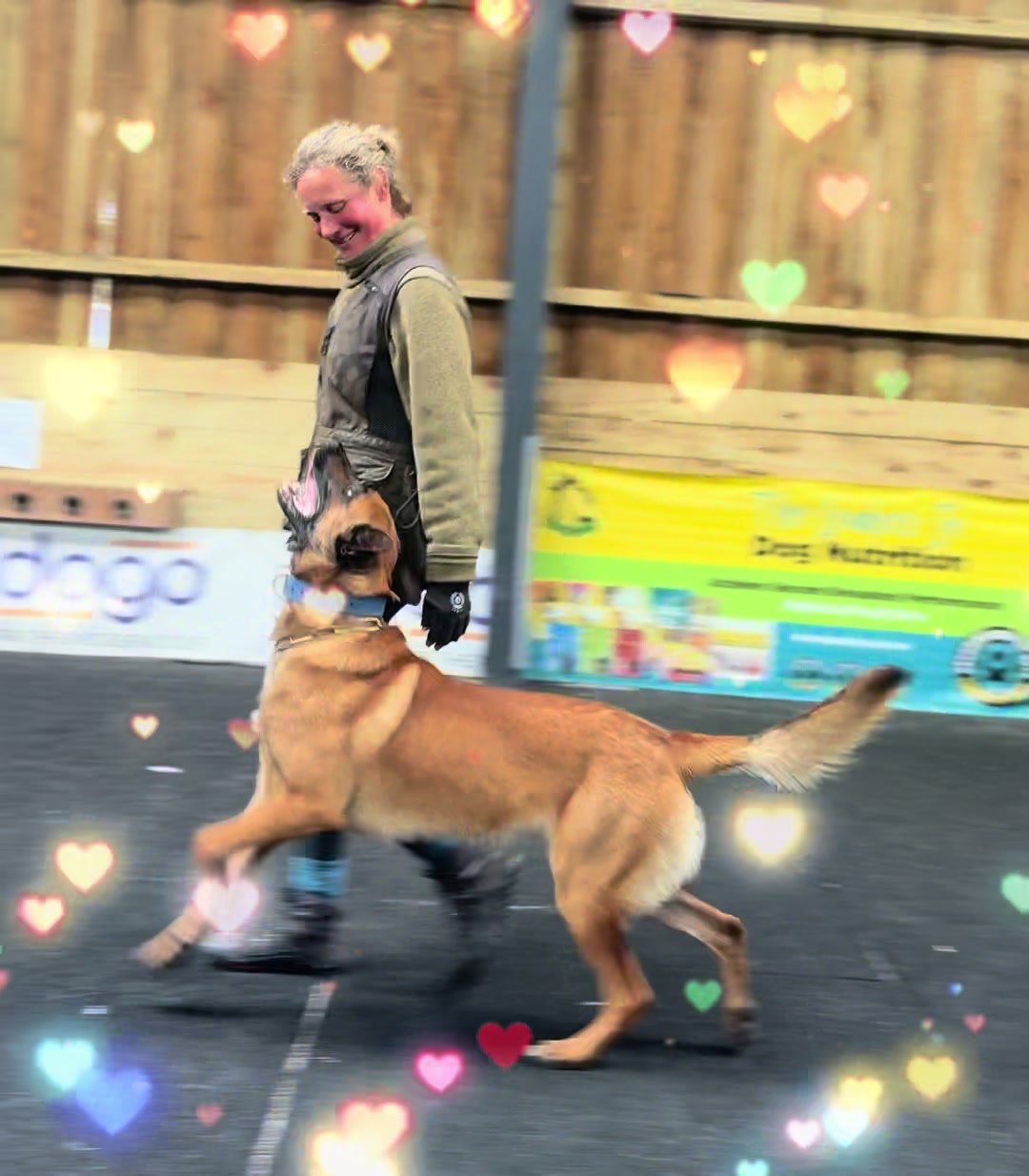 @thedogsportscoach