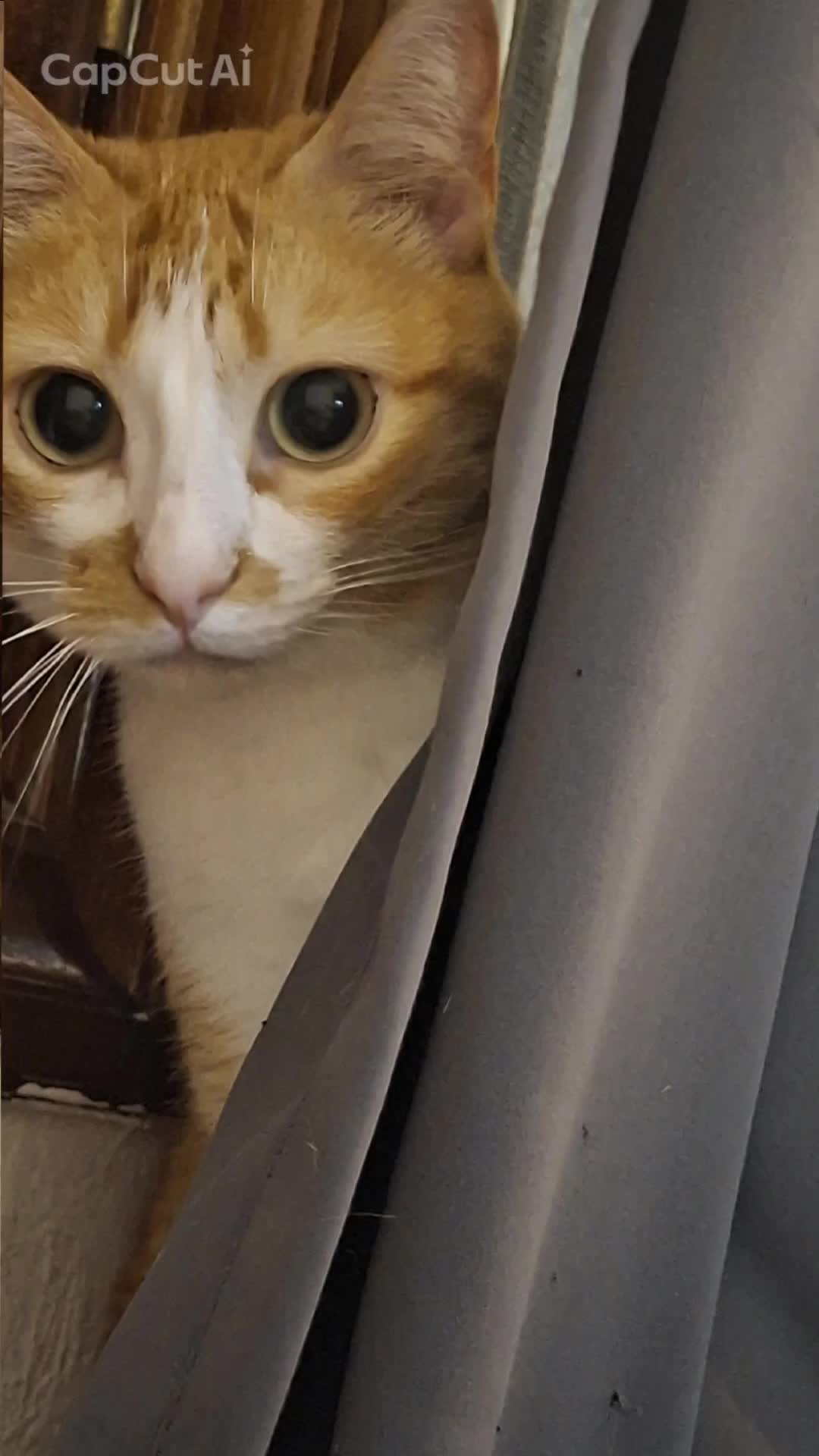 @Happy Cat