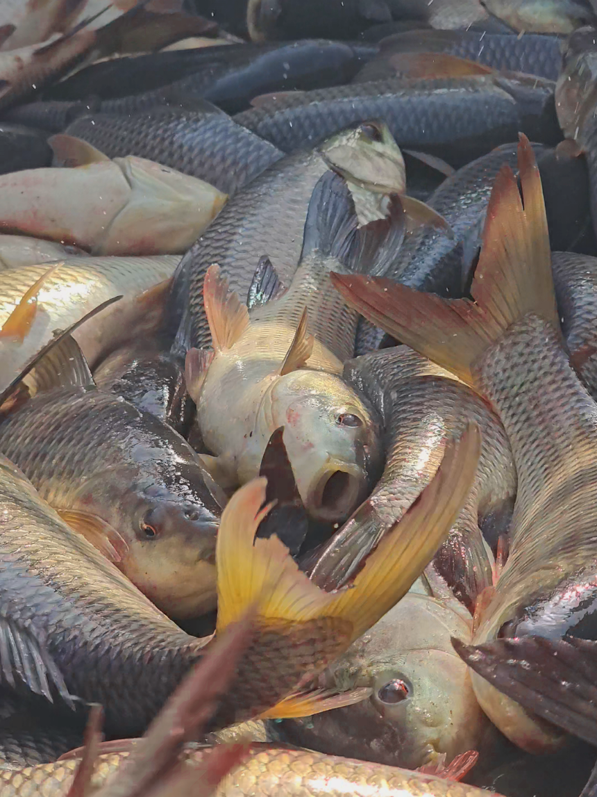 @fish catching video