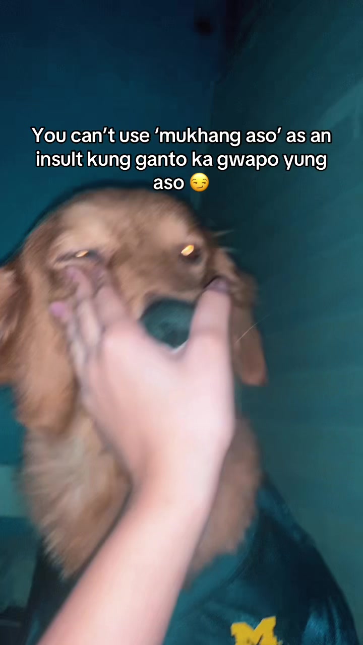 @Elmo 🐶