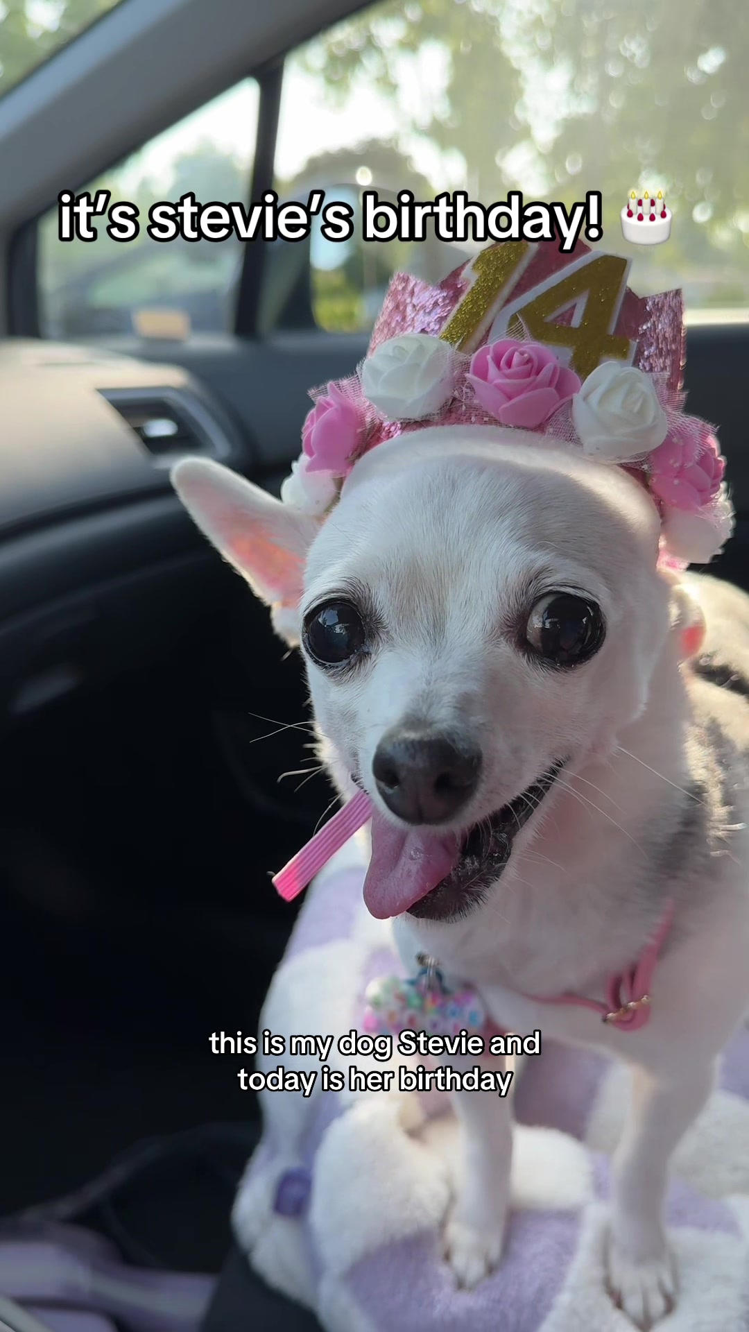 @Lisa fosters senior dogs 🐶