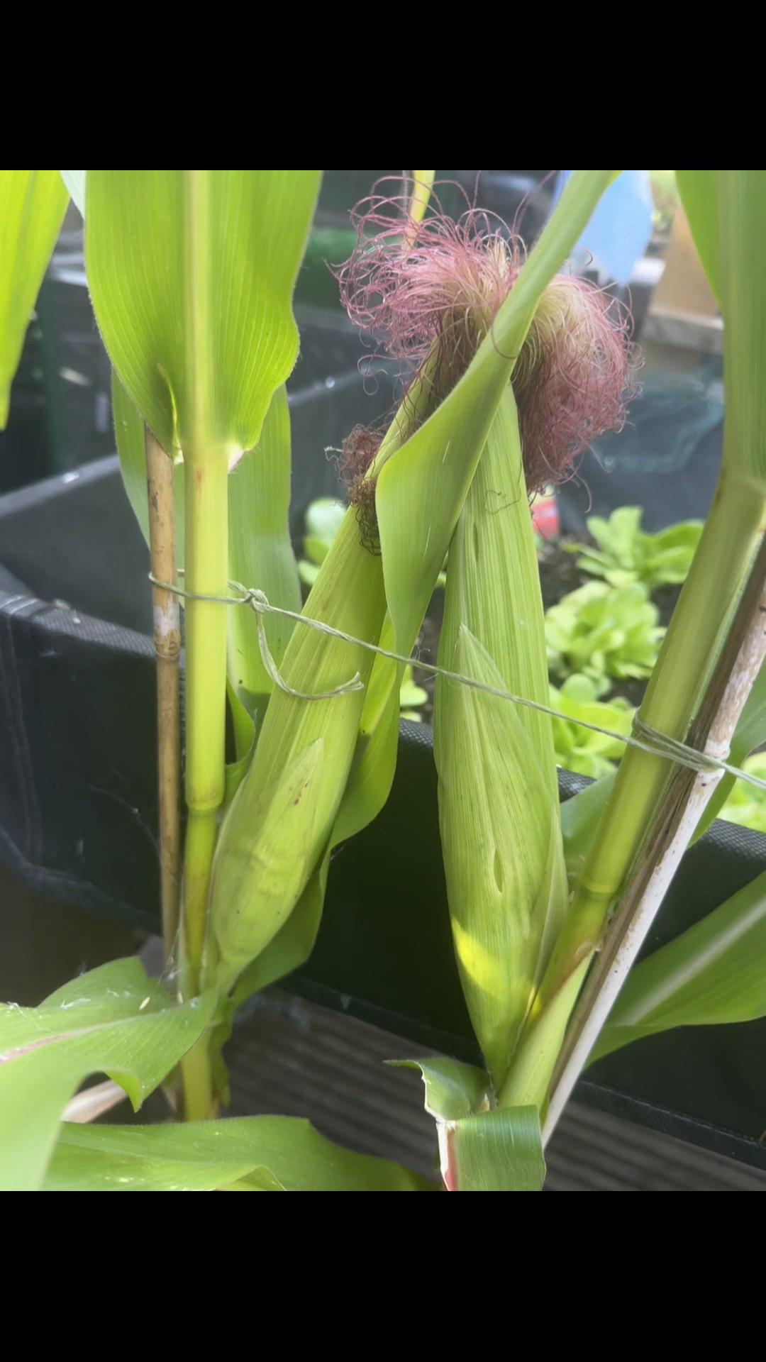 @Granddad Greenhouse