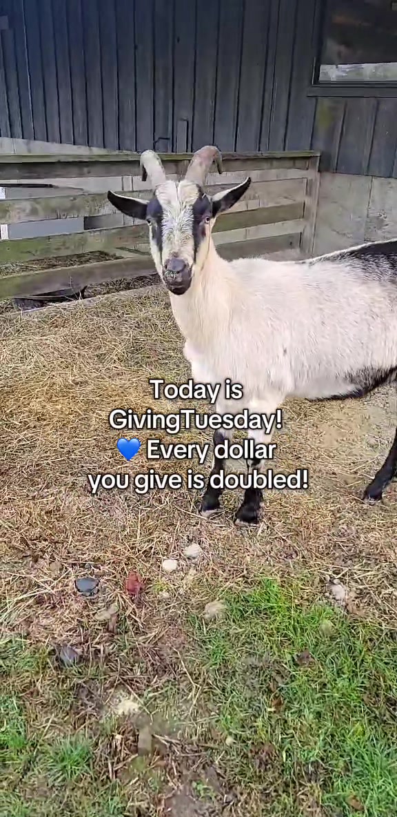@Home for Hooves 🐽