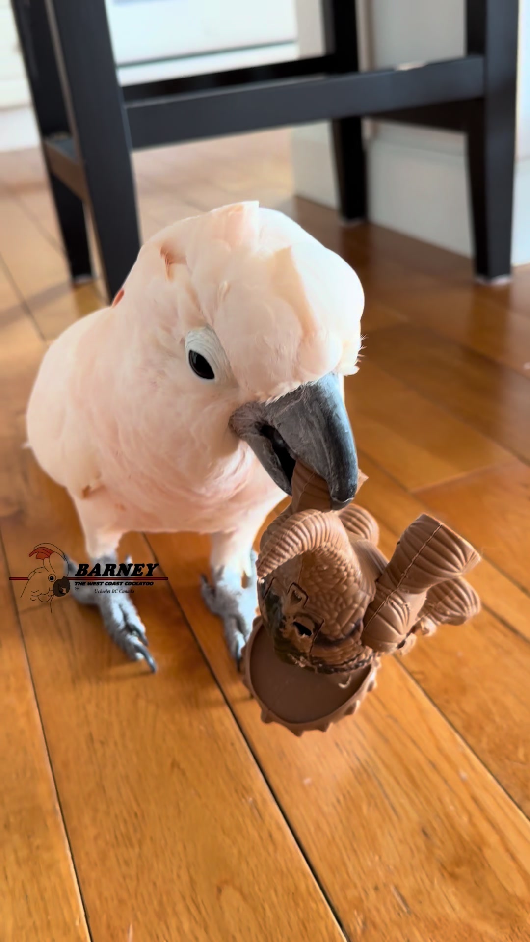 @Barney the West Coast Cockatoo