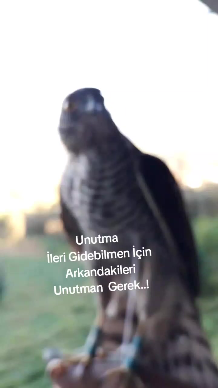 @&ccedil;ilekeş