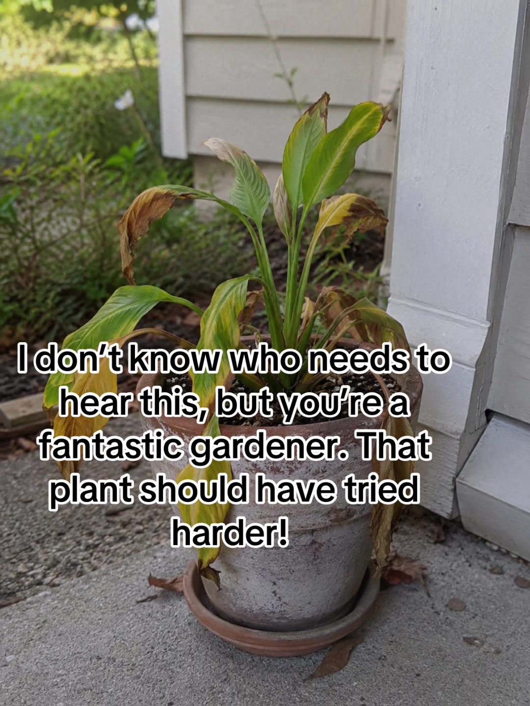 @Resistance Homesteaders