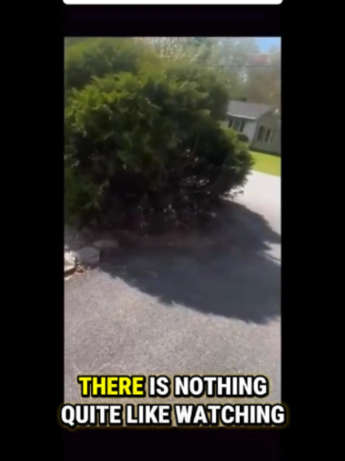 @Boditle