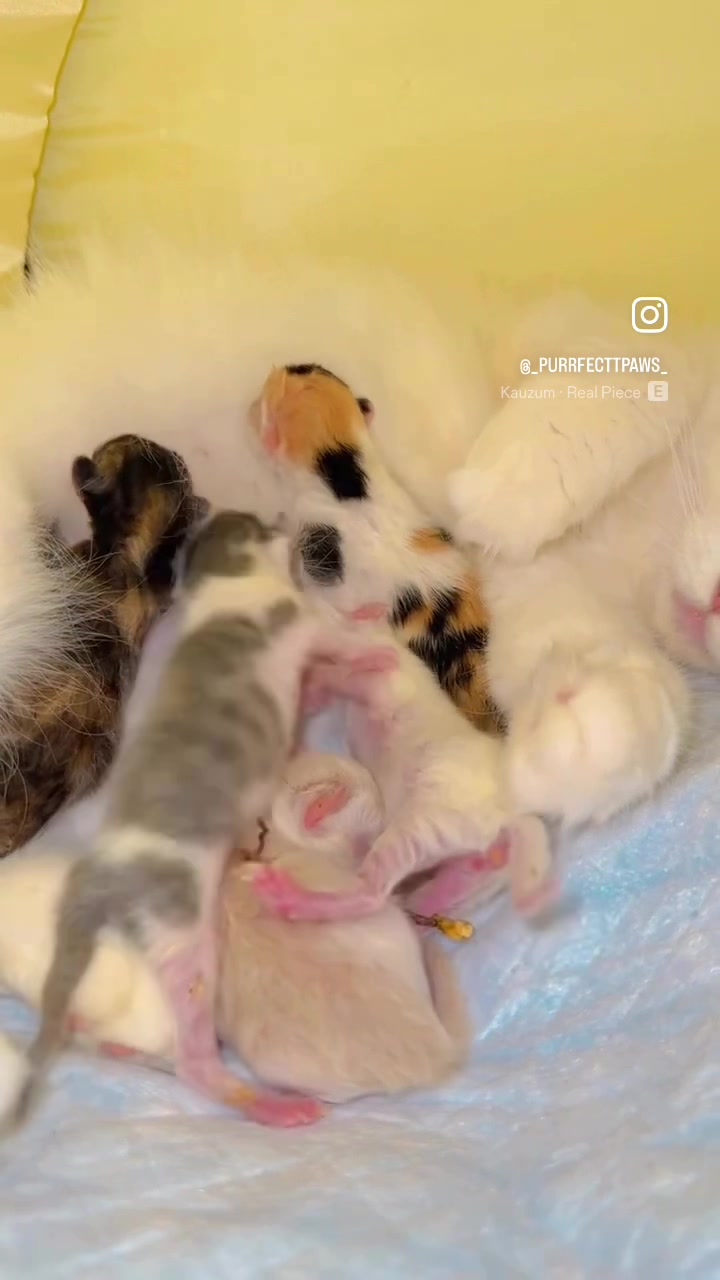 @_purrfecttpaws_