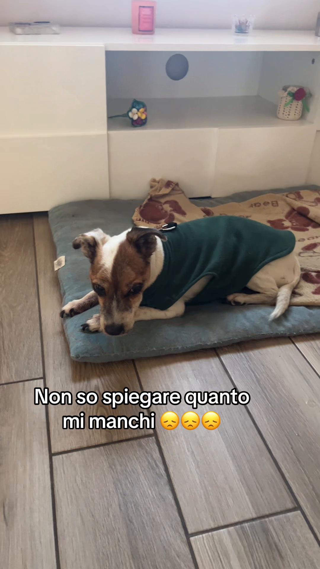@The Queen 👑 My Dog Family &hearts;️