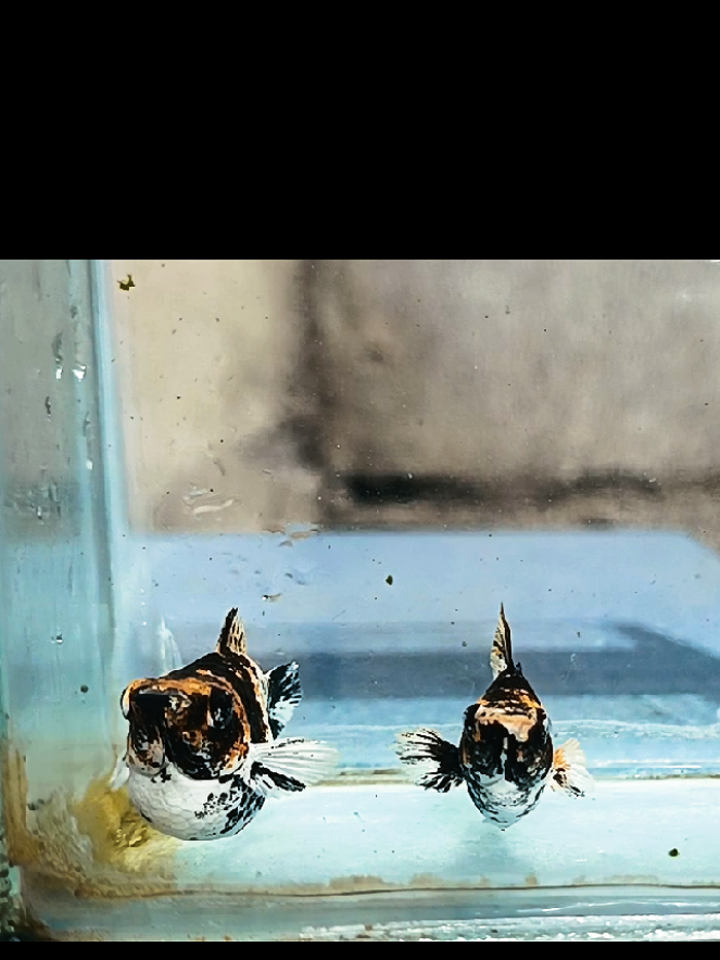 @dexx aquatics