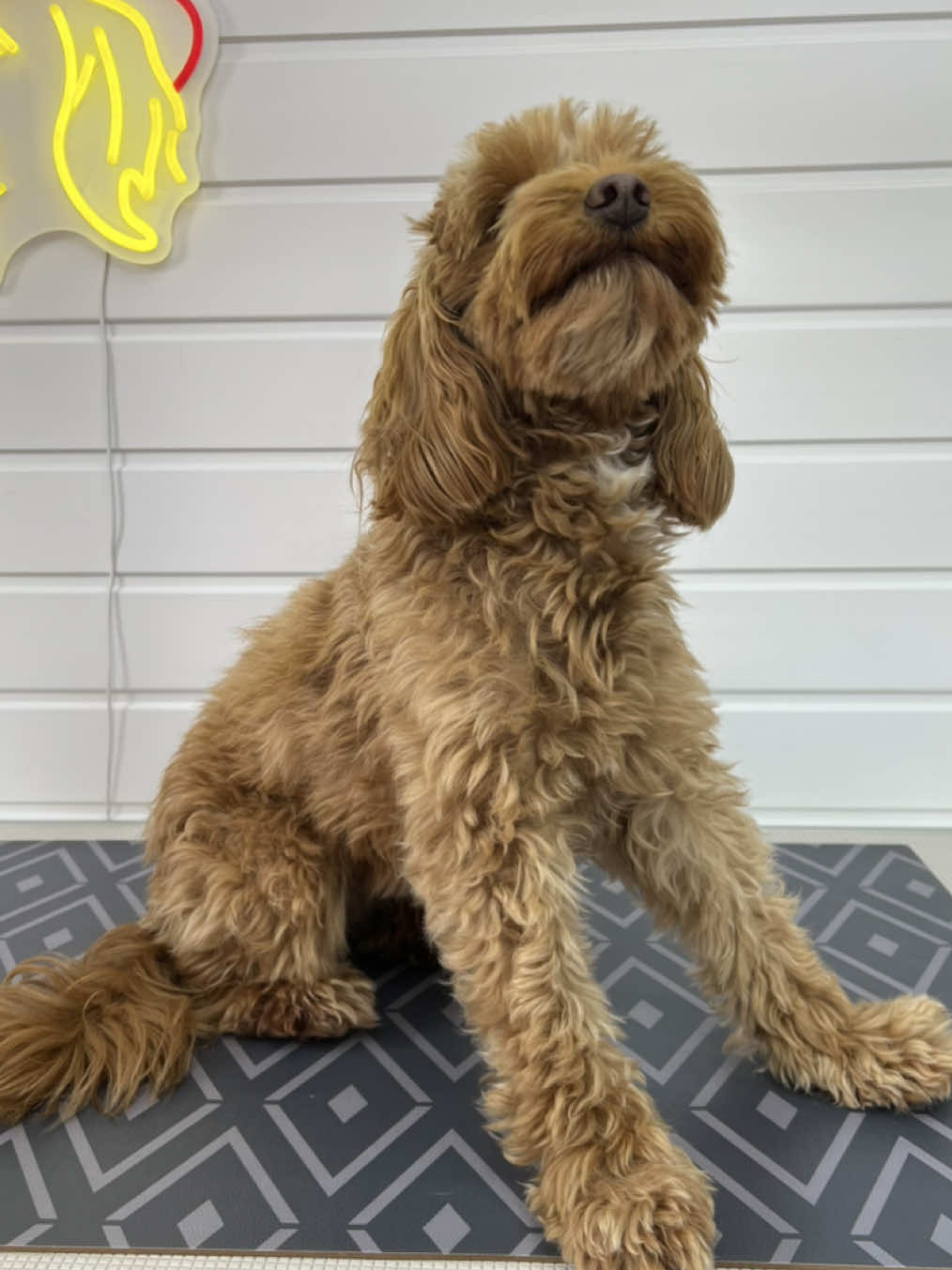 @Sion’s Dog Grooming 🐾