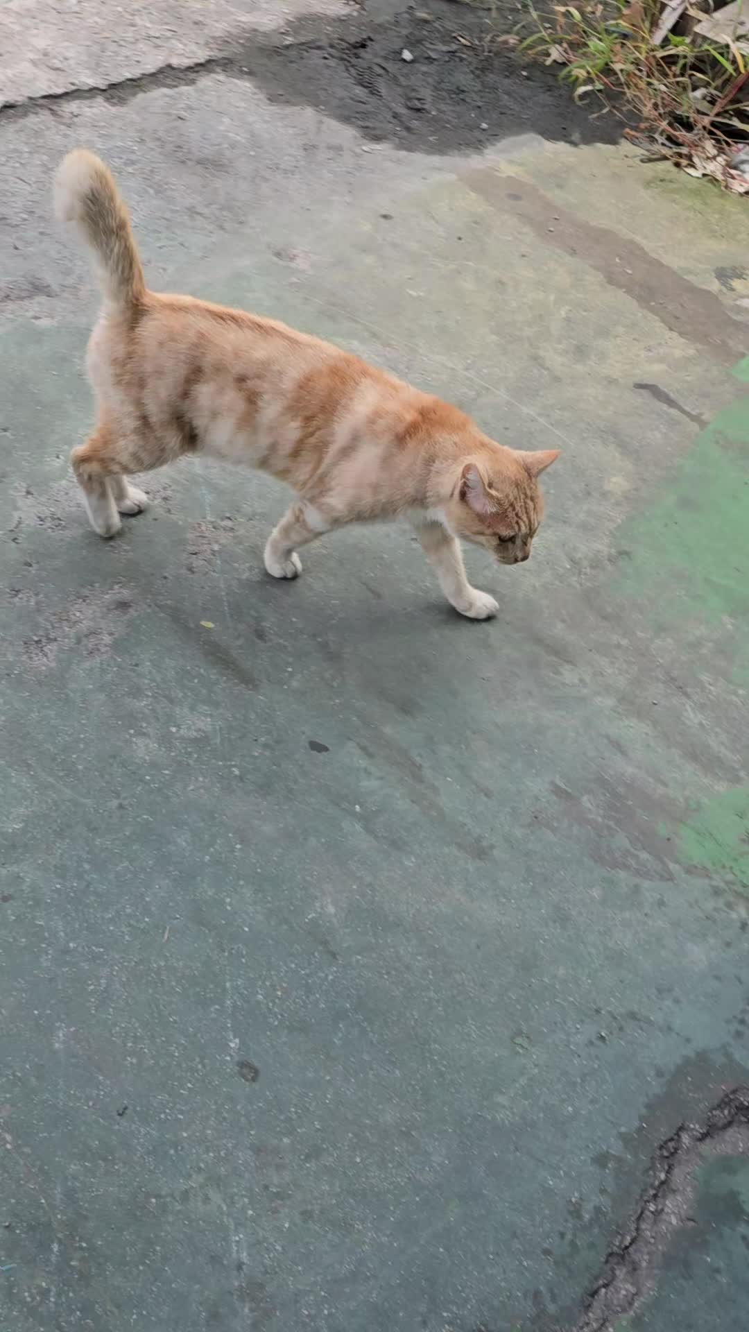@고양이 형아