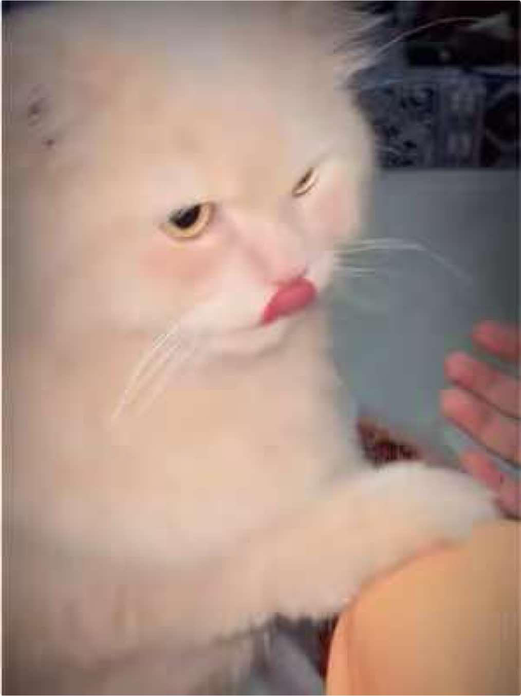 @Yαямι 🎀