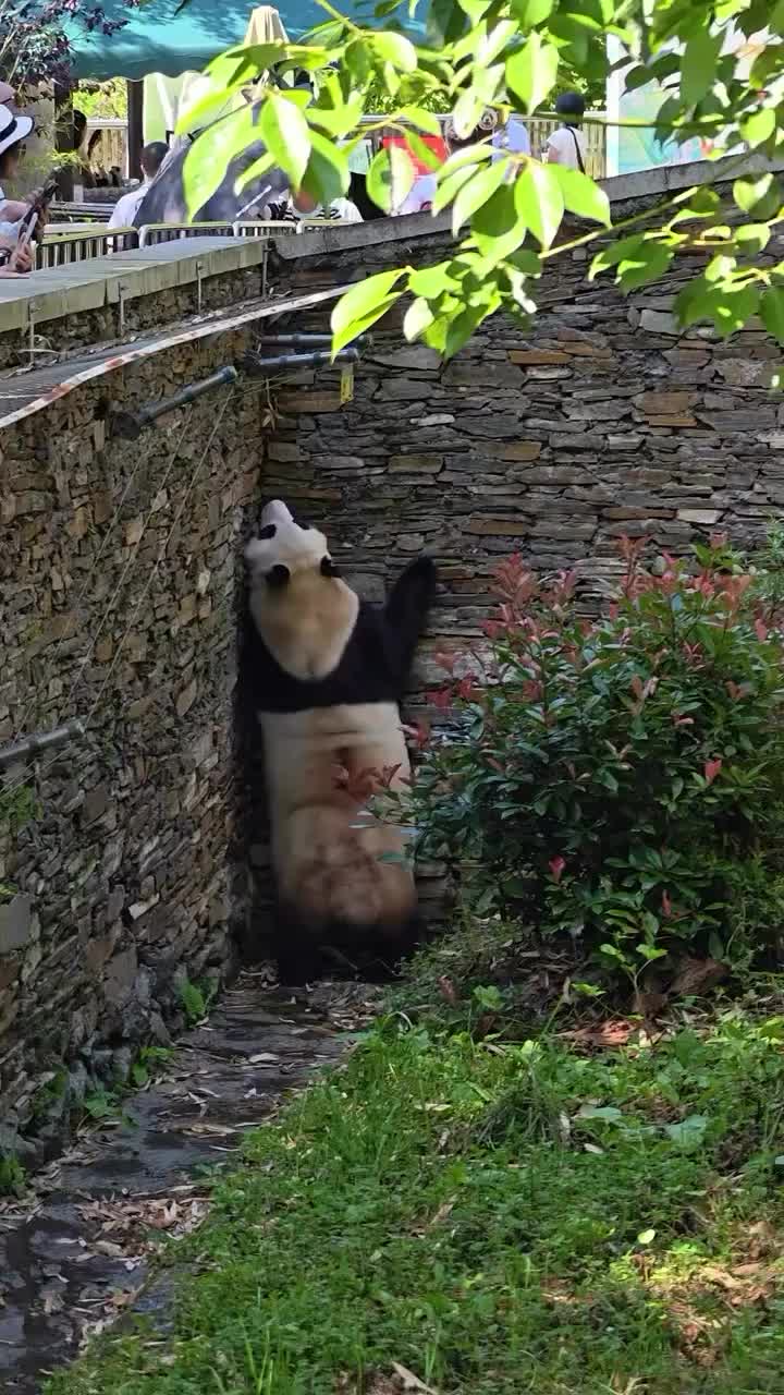 @pandy_pandaa