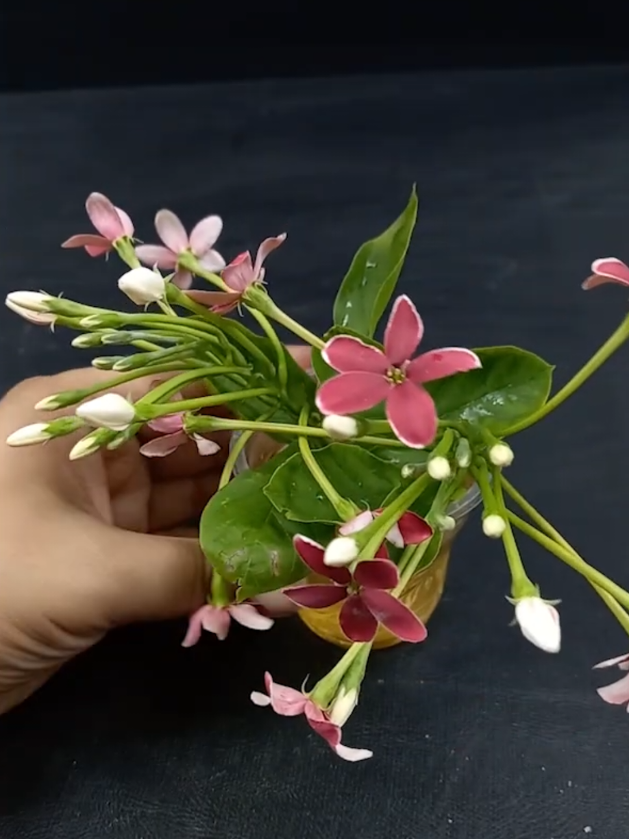 @PlantsLife