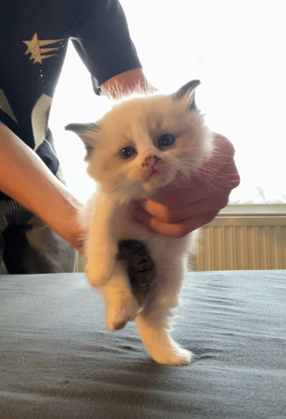 @Cute Ragdolls