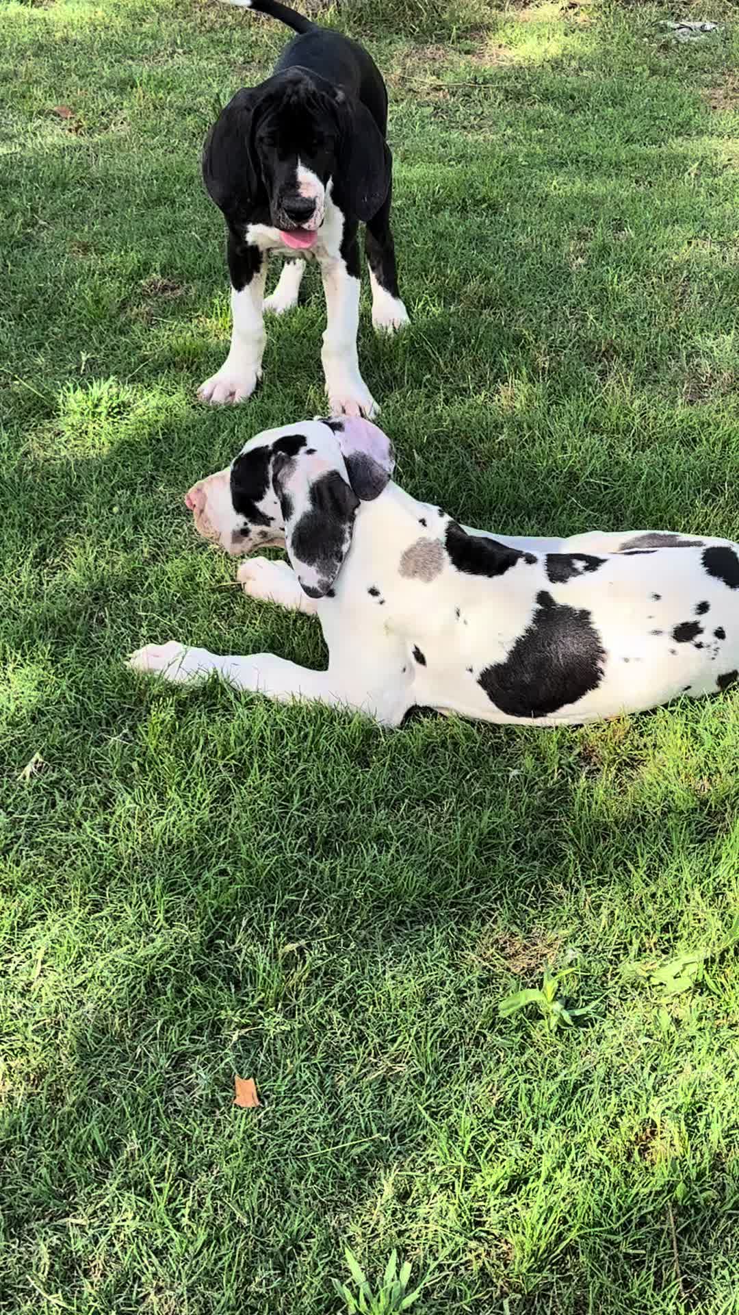 @Dеlмаdоg 🐾