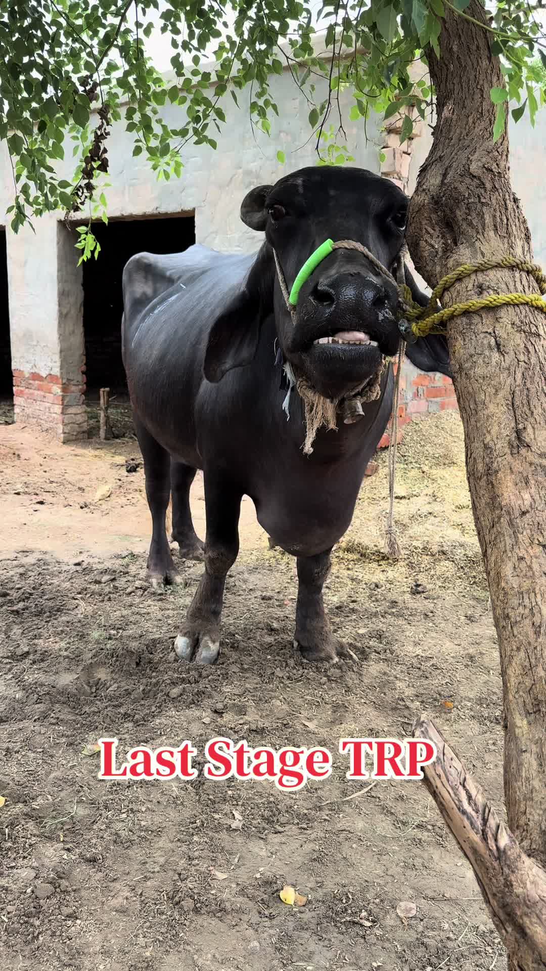 @vet.dr.mohsin4800