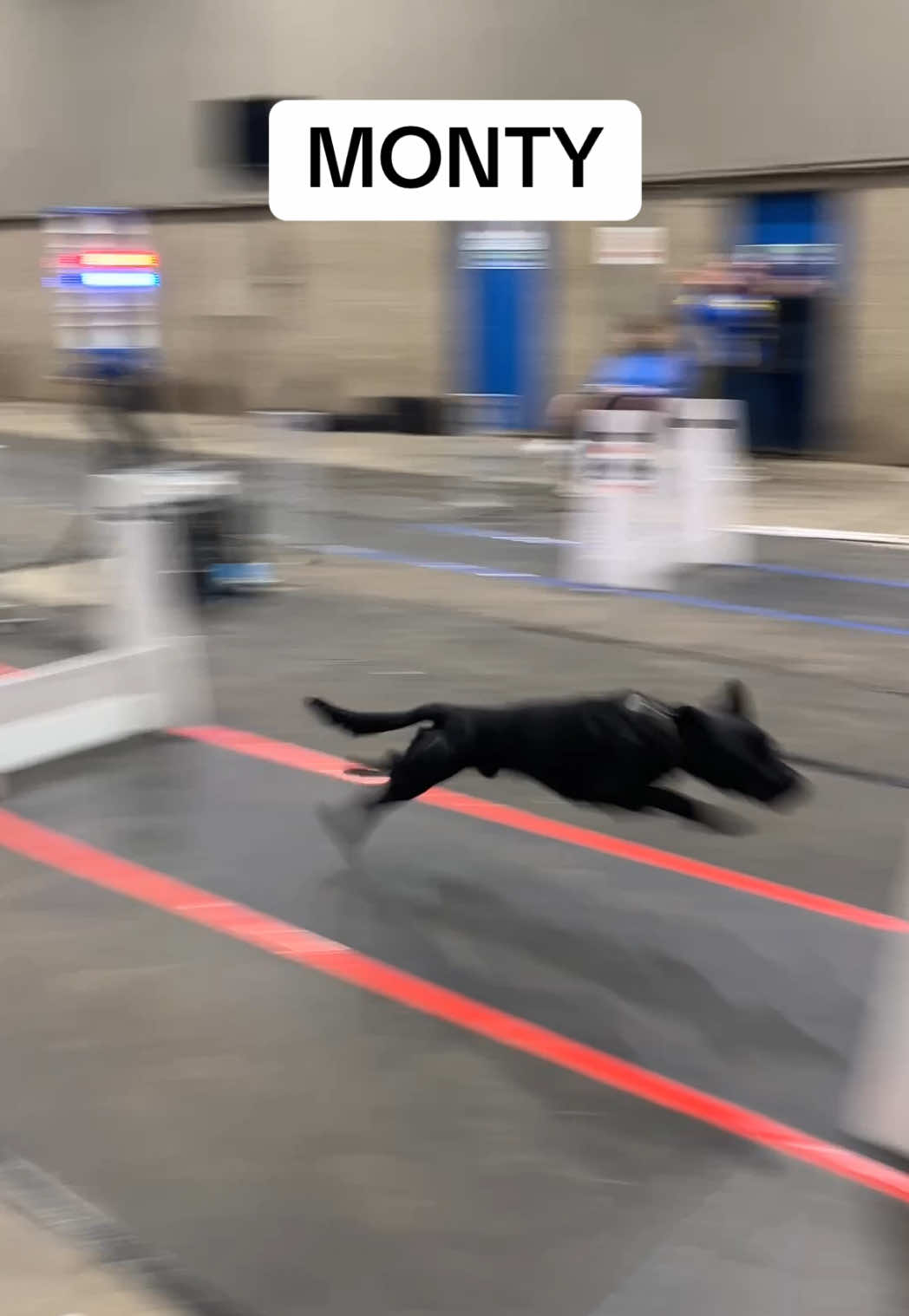 @Pawsitivity Flyball Team