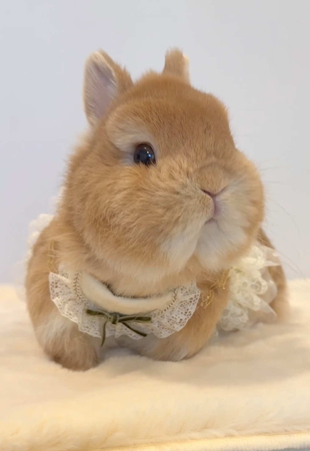 @Eggie