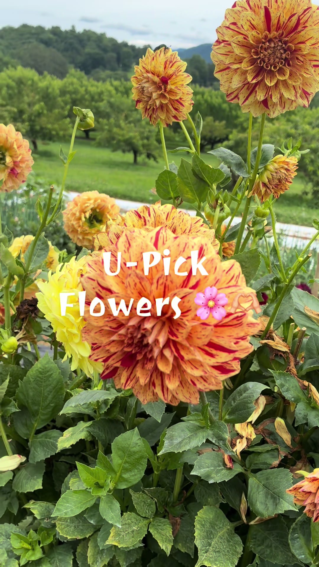@flossyrose98
