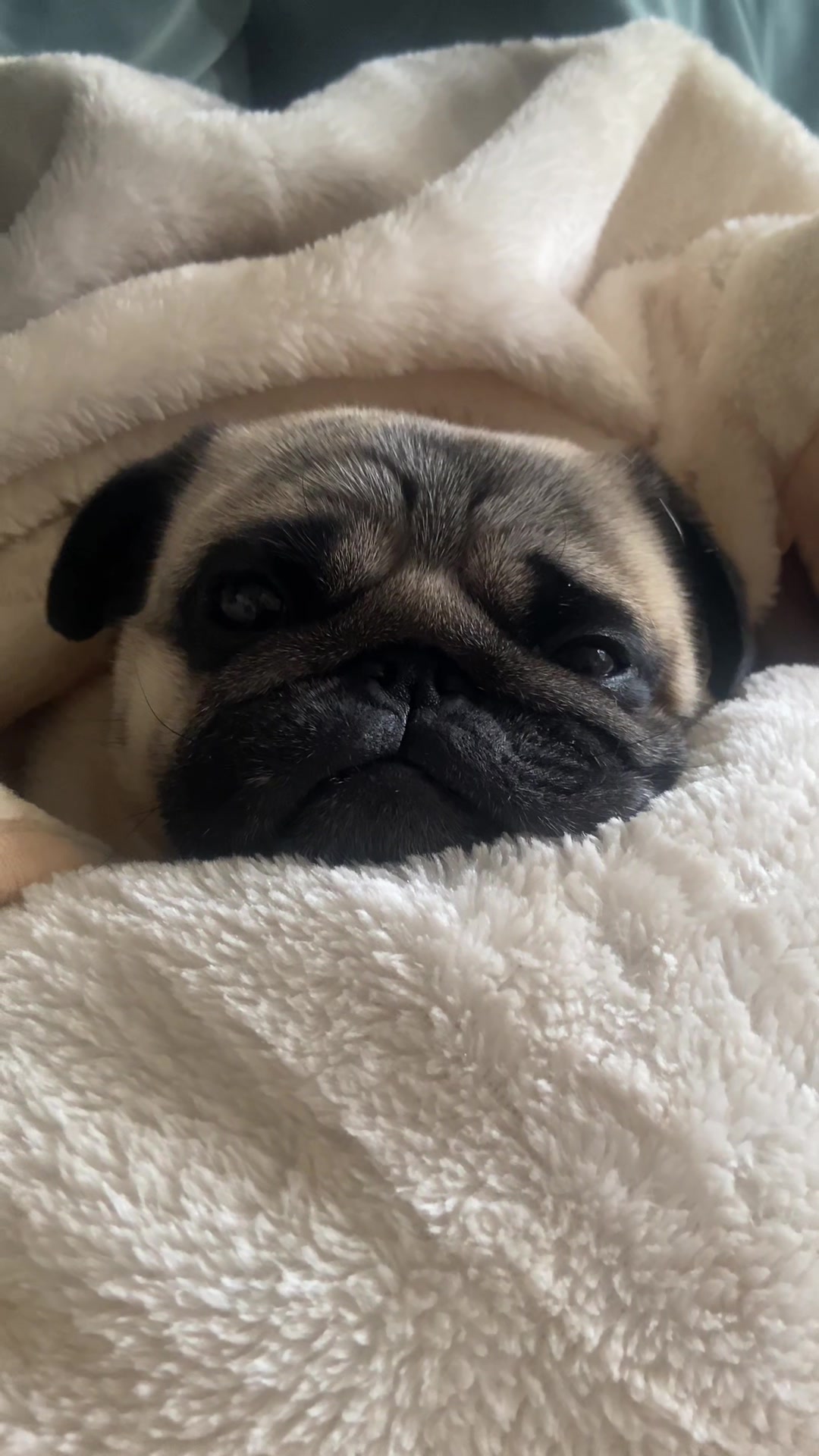 @Wee Winston The Pug