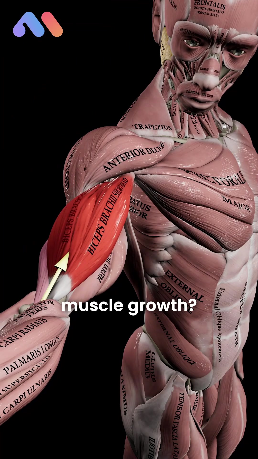 @Muscle & Motion