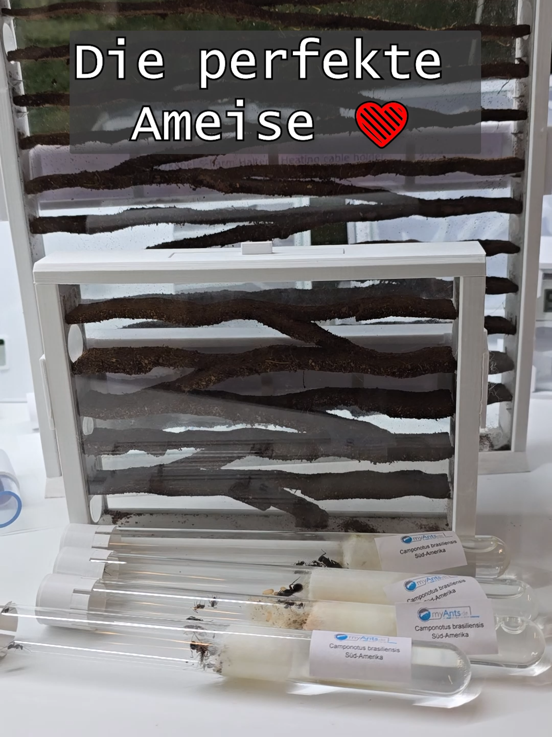 @MyAnts.de