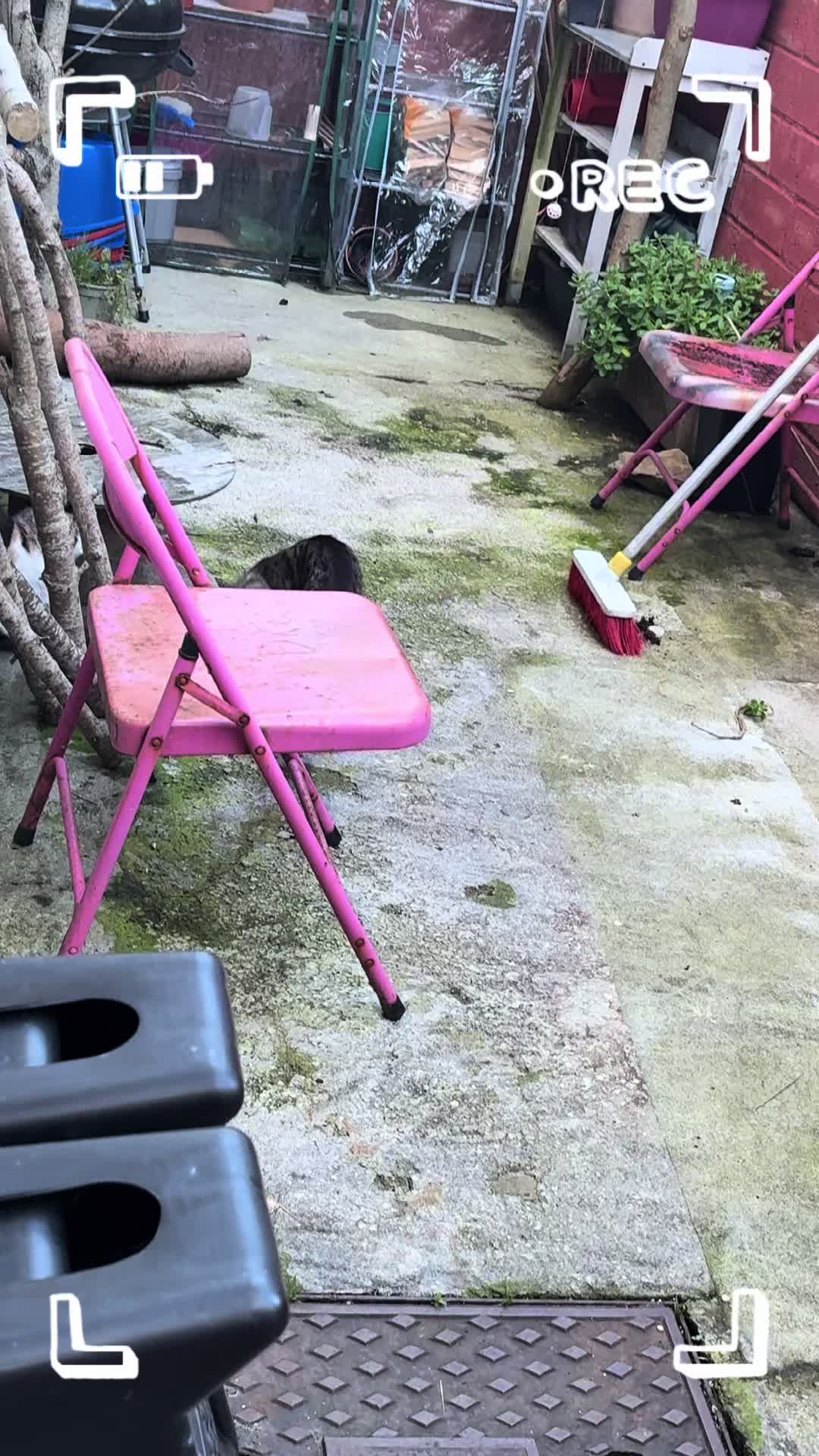 @wildkittyog