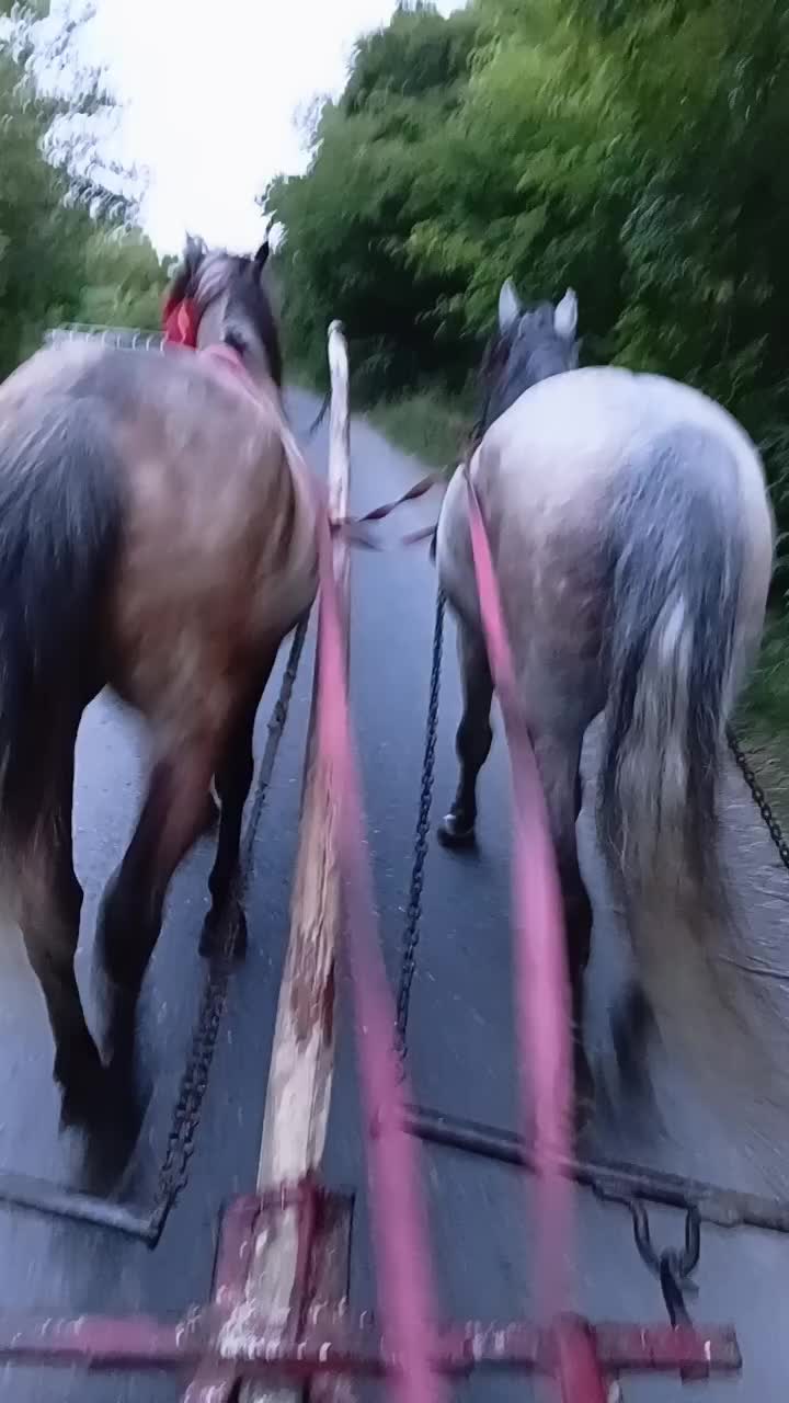 @regele nr 1