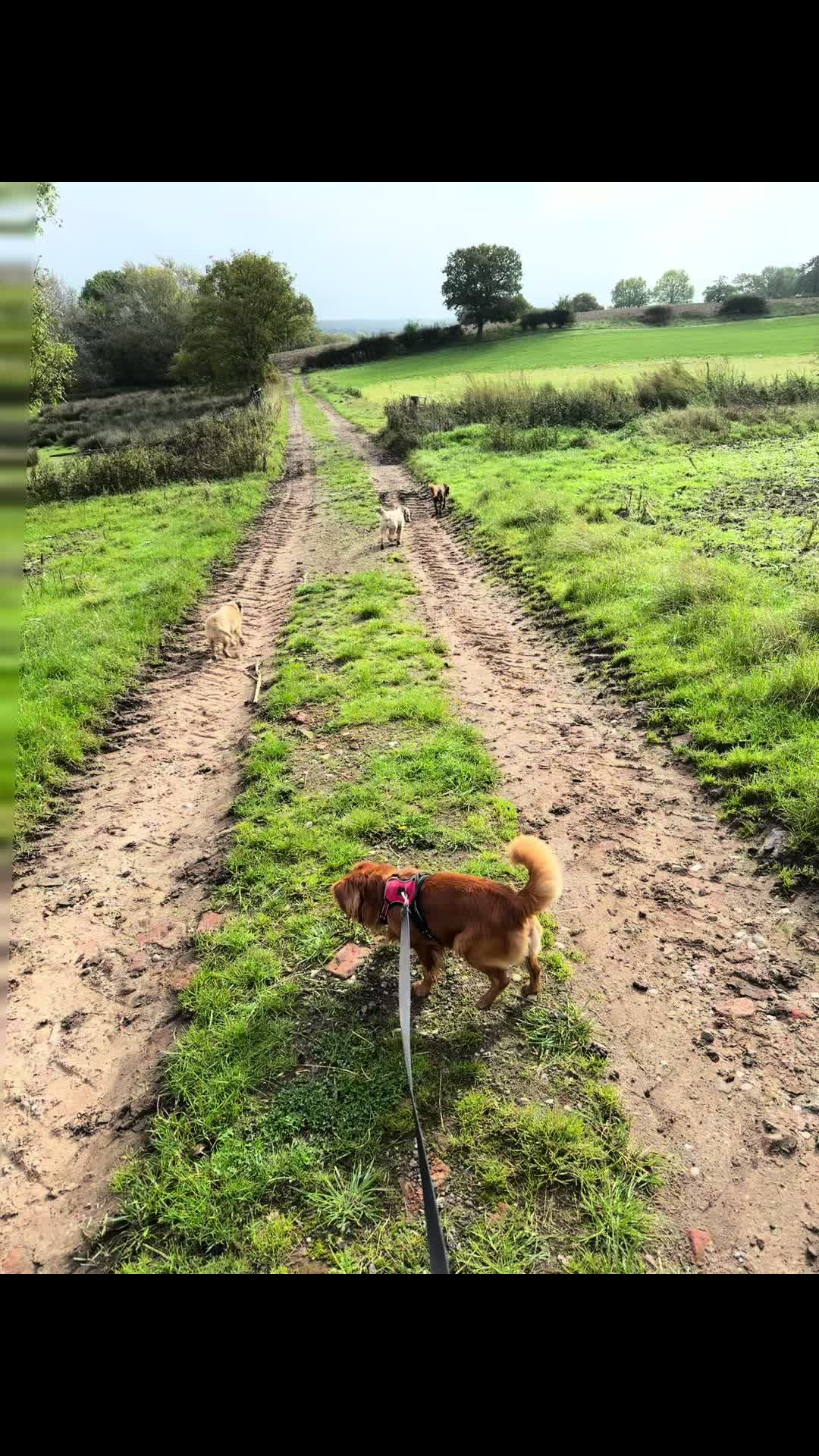 @Emma&rsquo;s Dog Walking