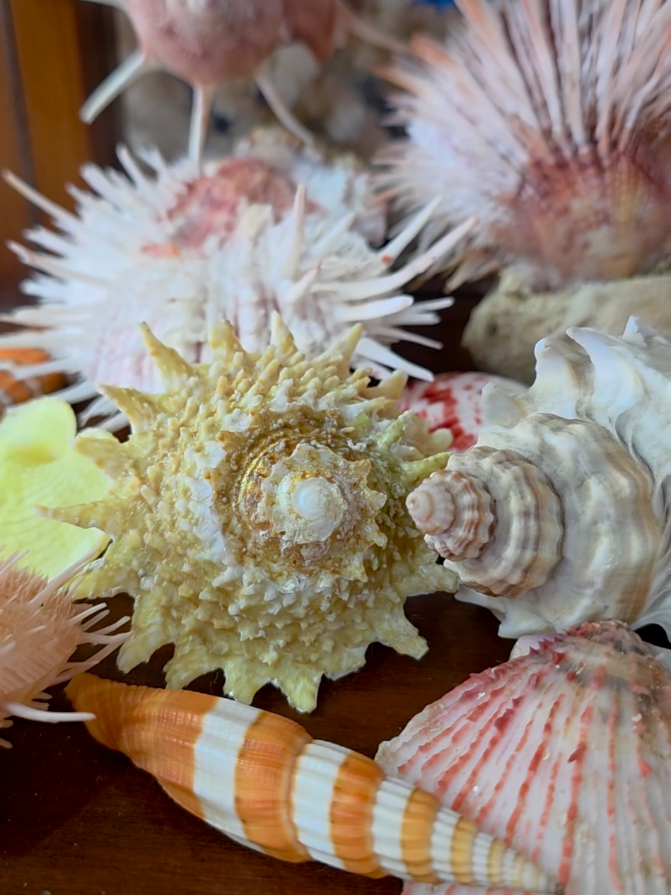 @Paris Shells Shop