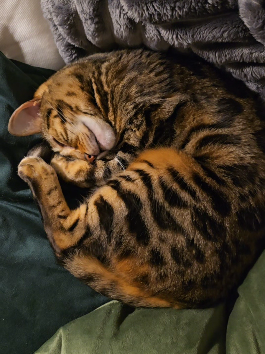 @Paris the Bengal cat