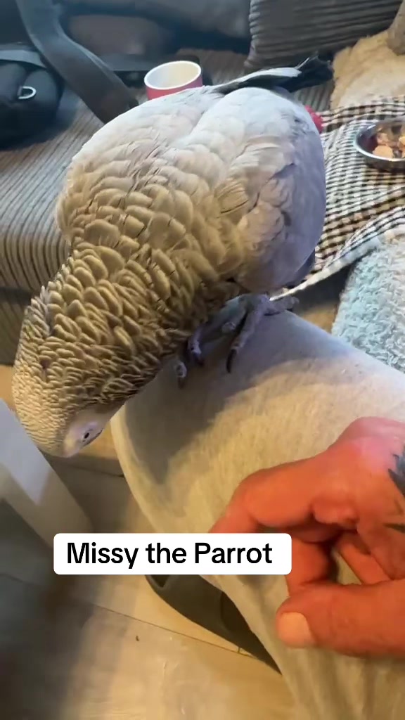 @Norman and Missy the Parrot