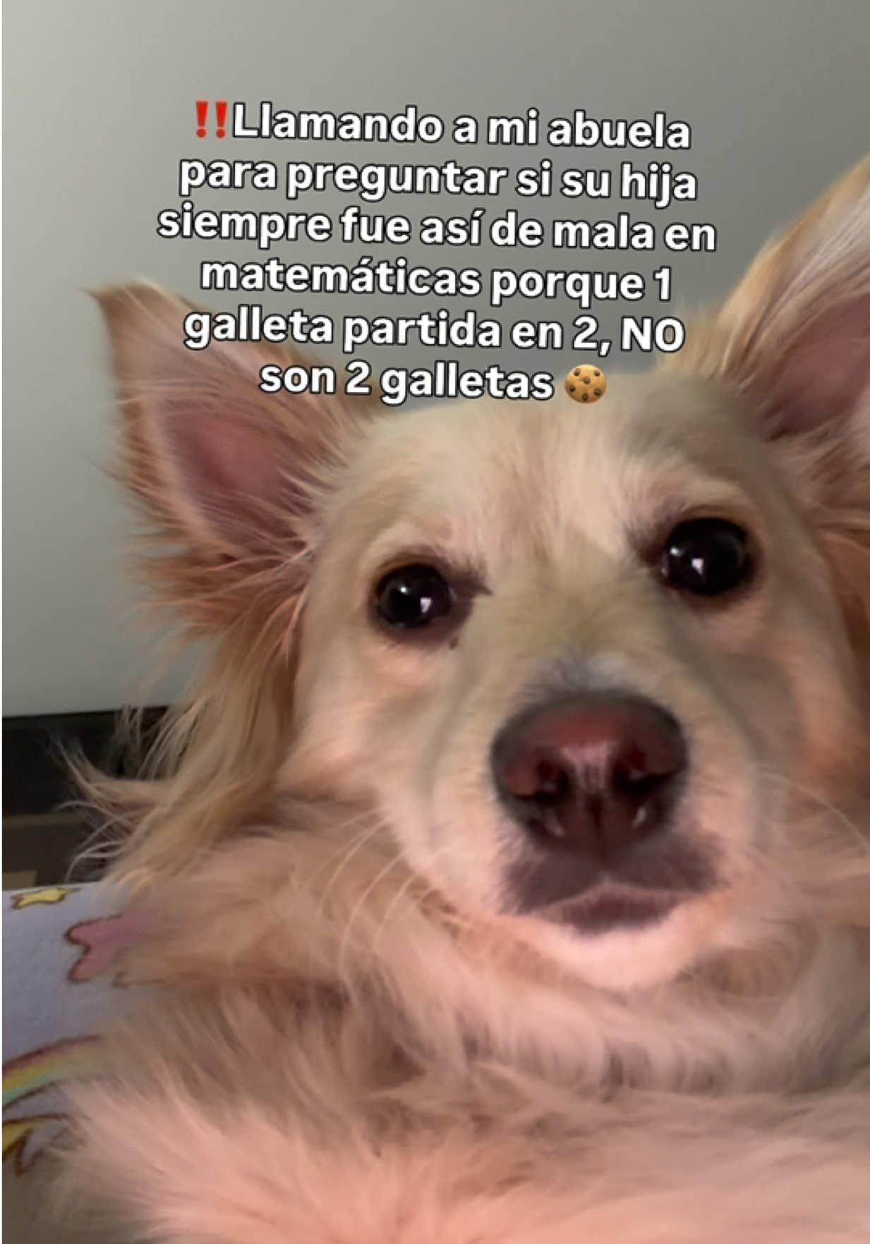 @paracetamor