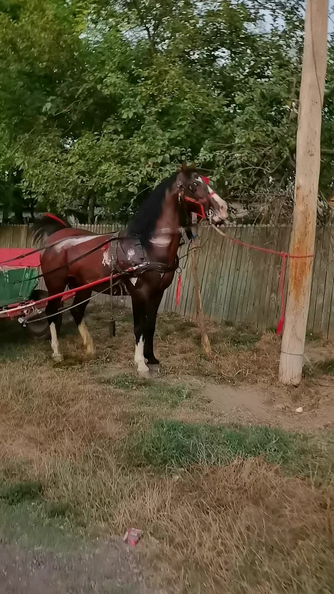 @Jady🐴