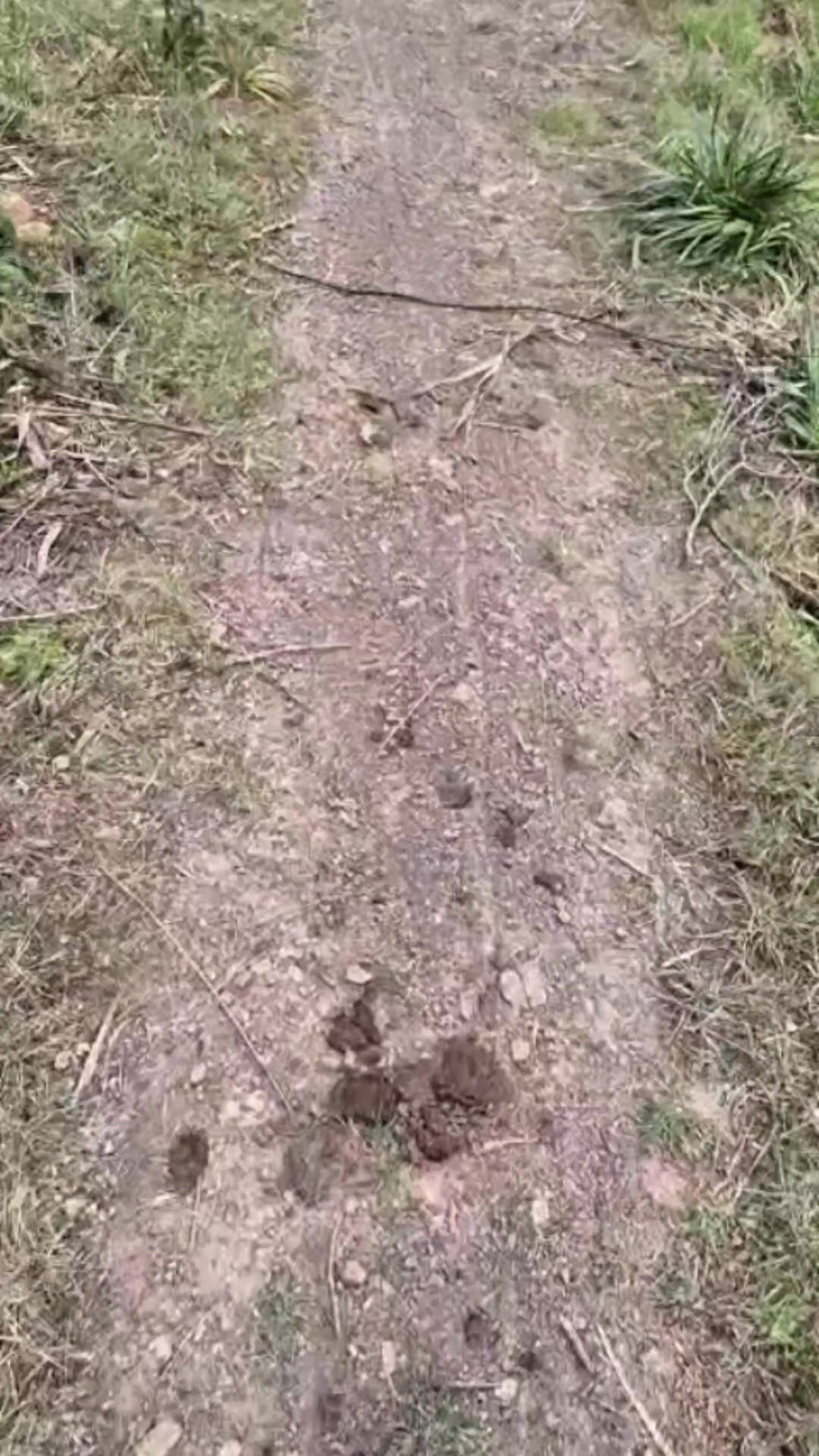 @Cintia Verito mci