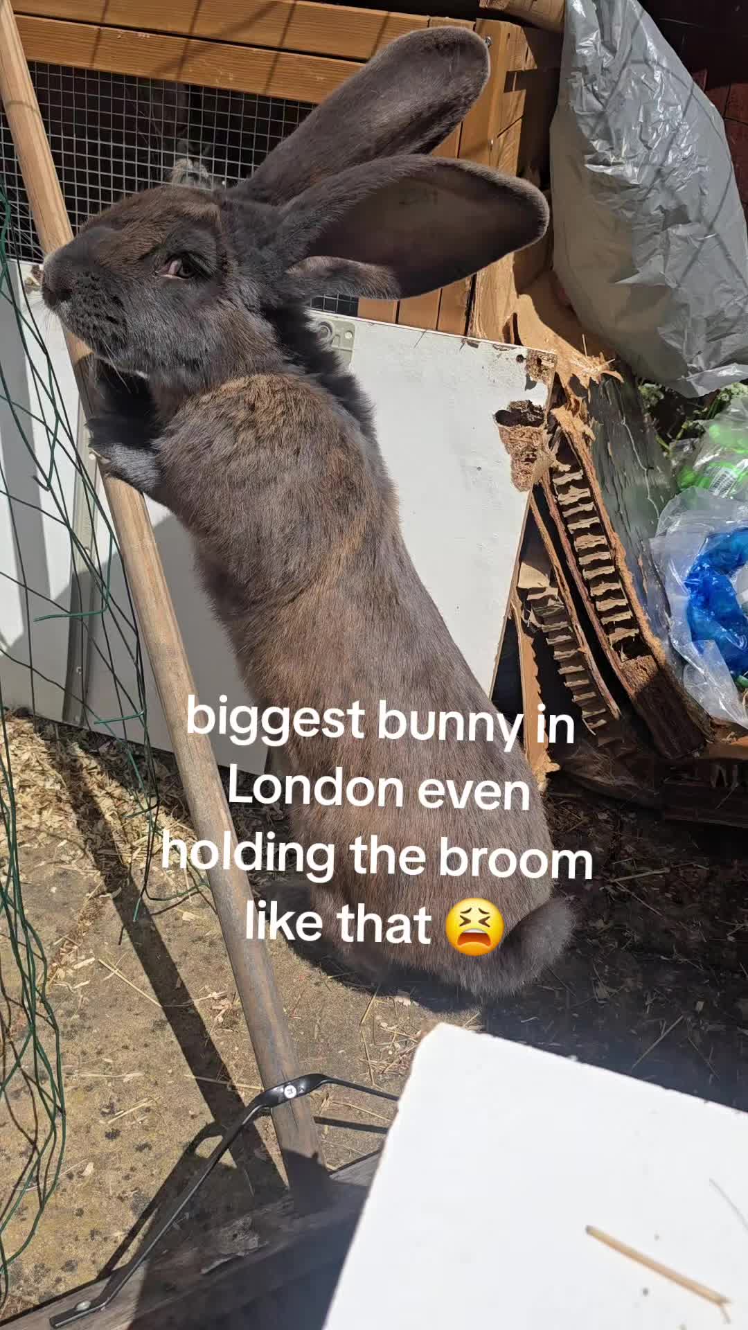 @Rollybear.london