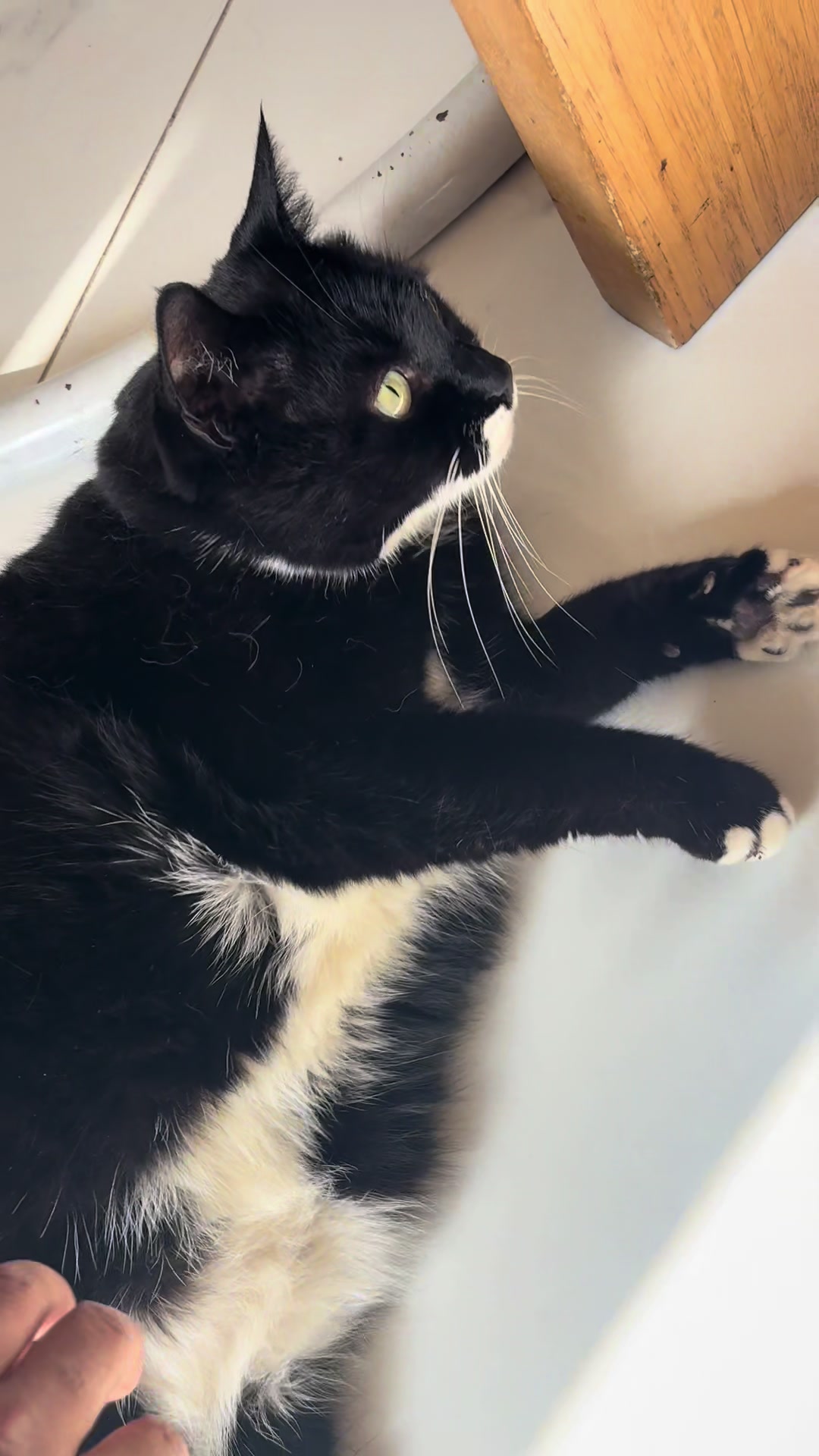 @Mowji the cat