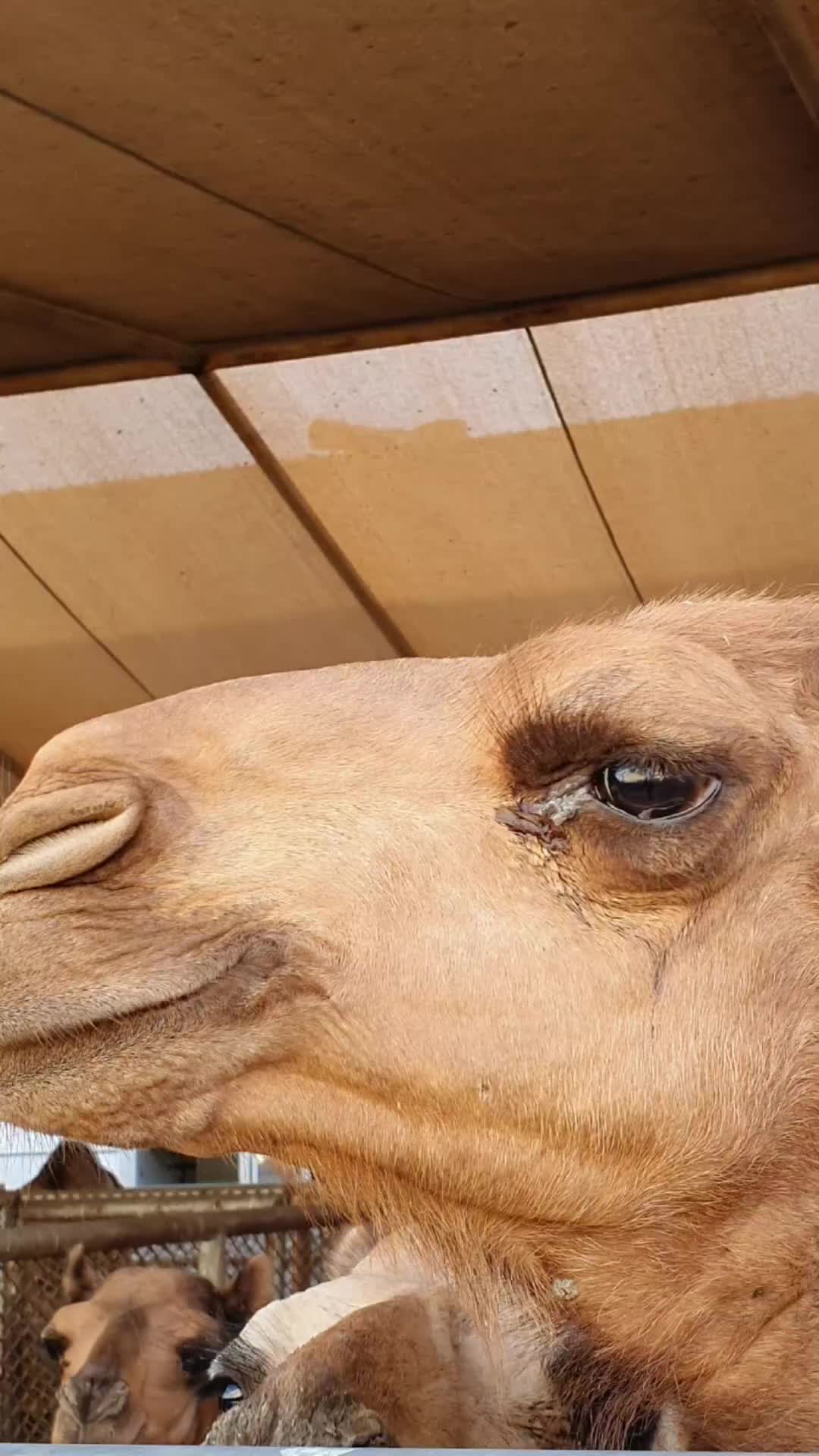 @Vornicu George