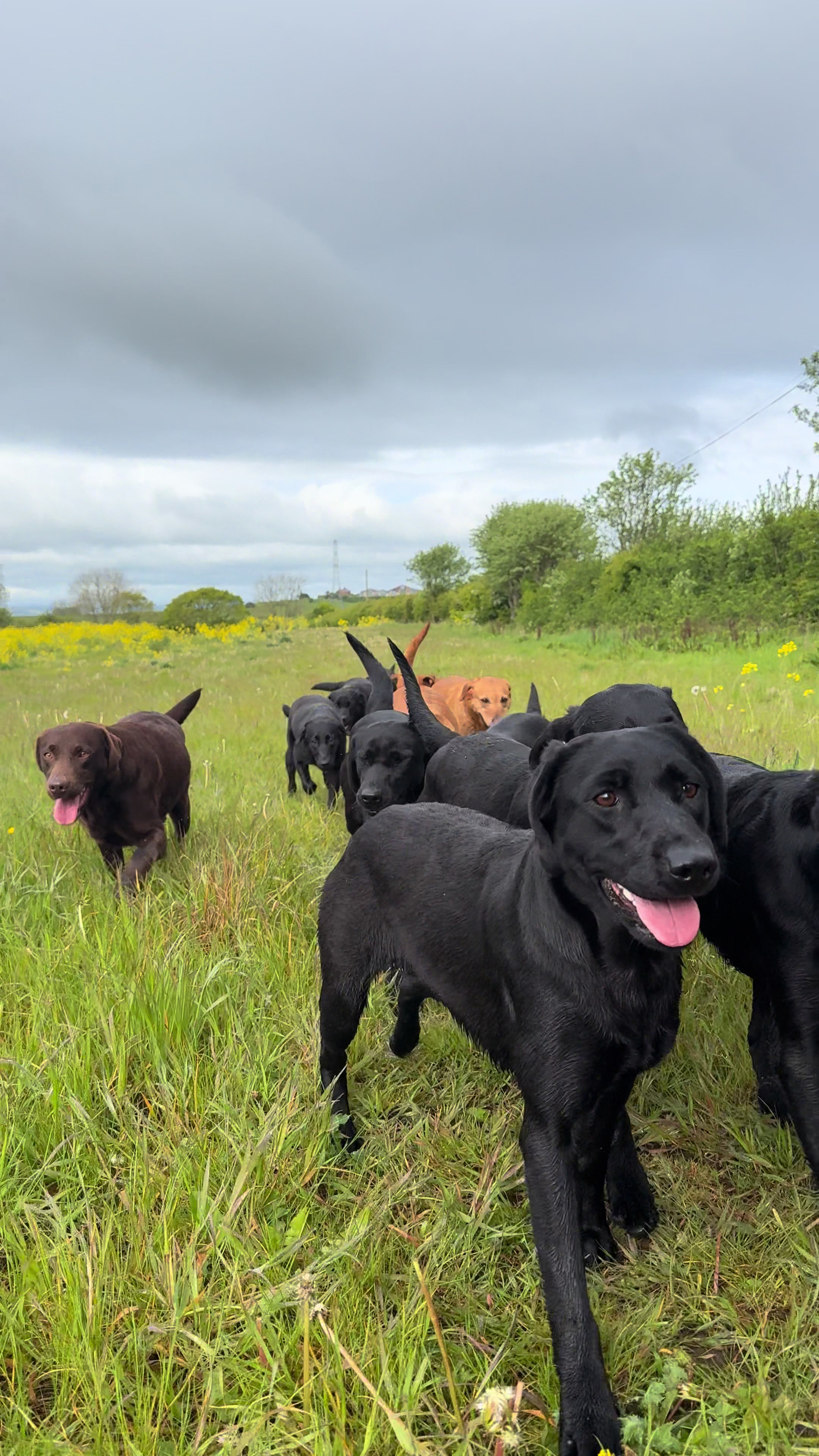 @slingleygundogs