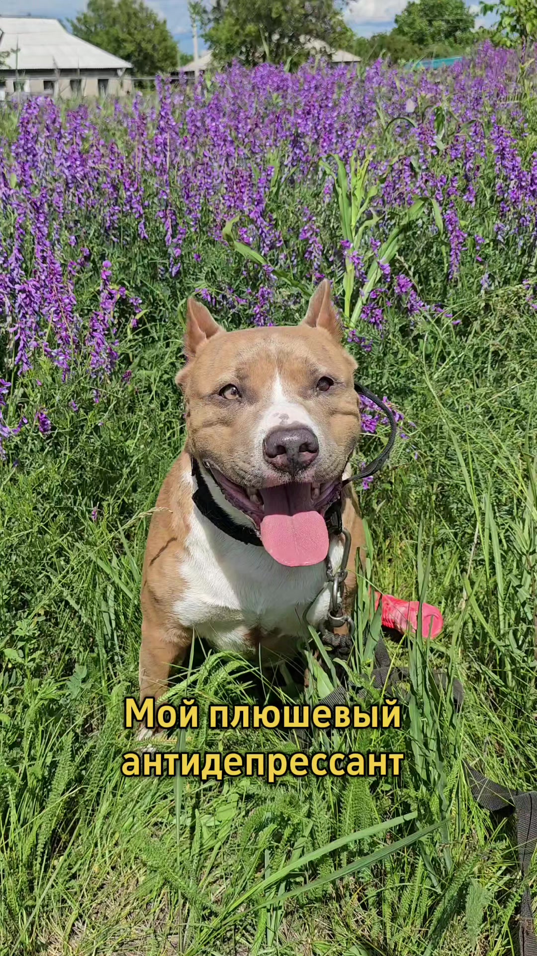 @Pitbul Fred