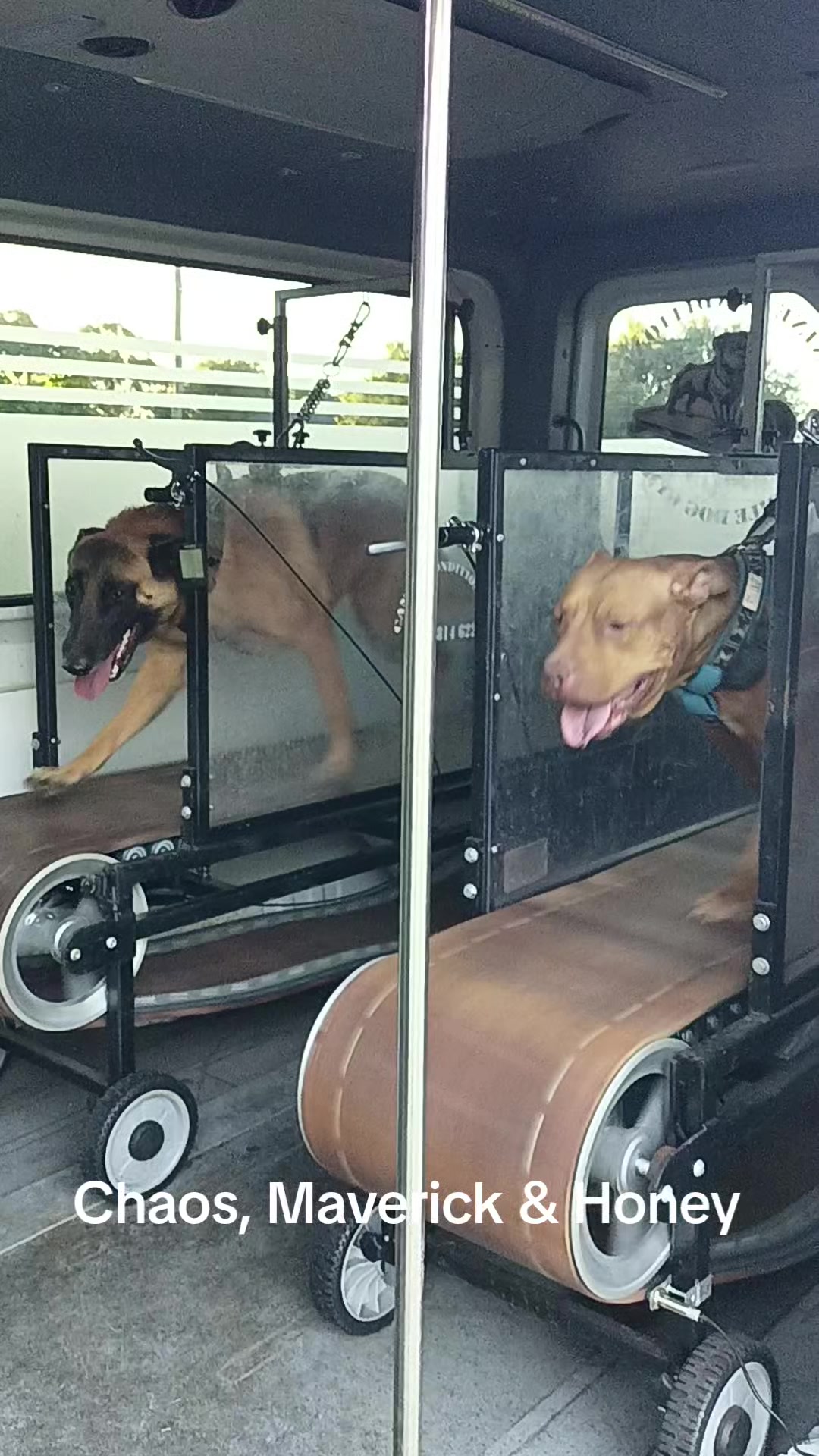 @Canine Conditioning