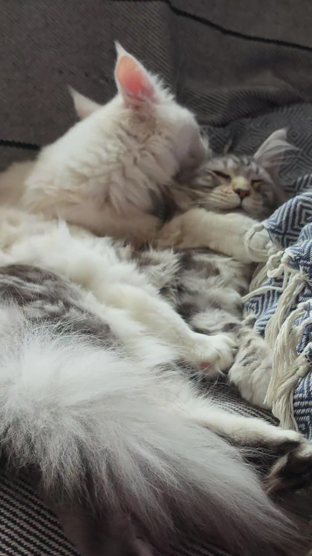 @KARIBRY Maine Coons uk