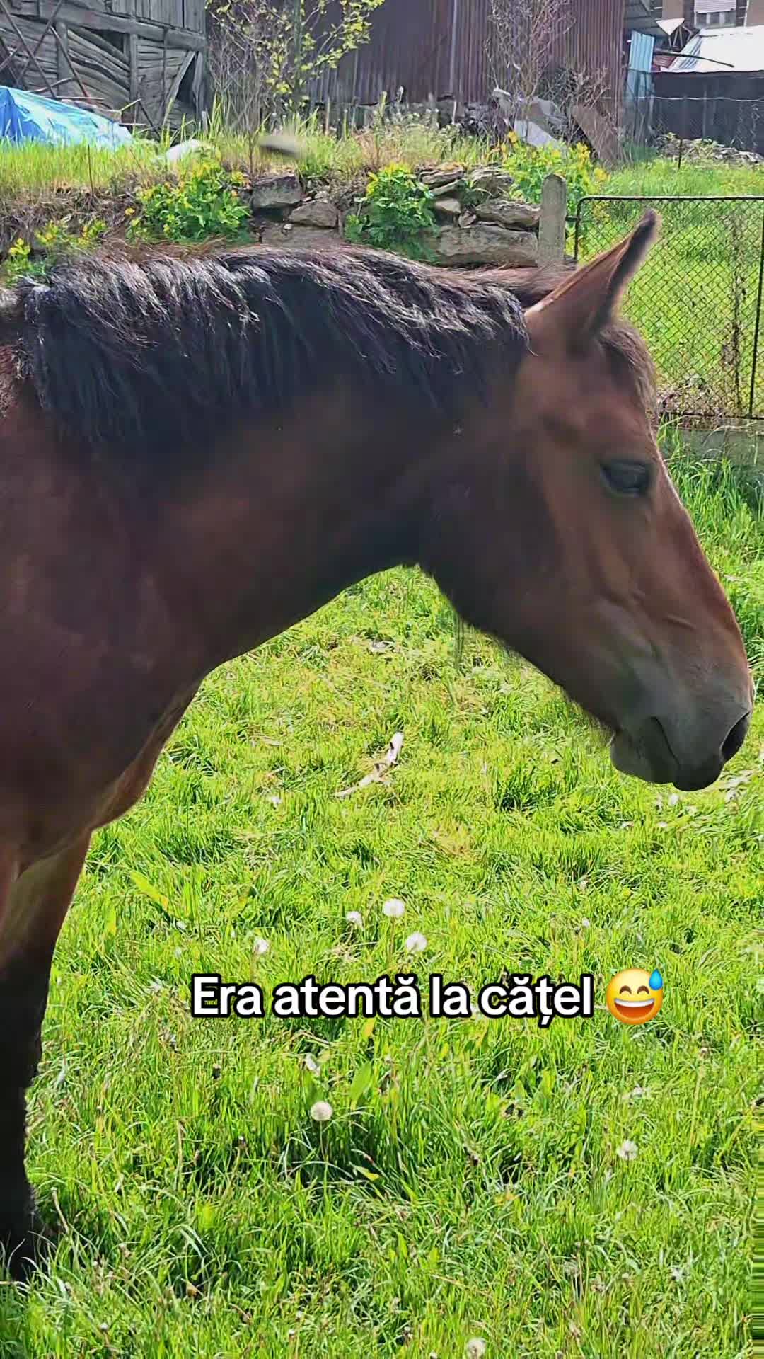 @Ana-Maria ☺️